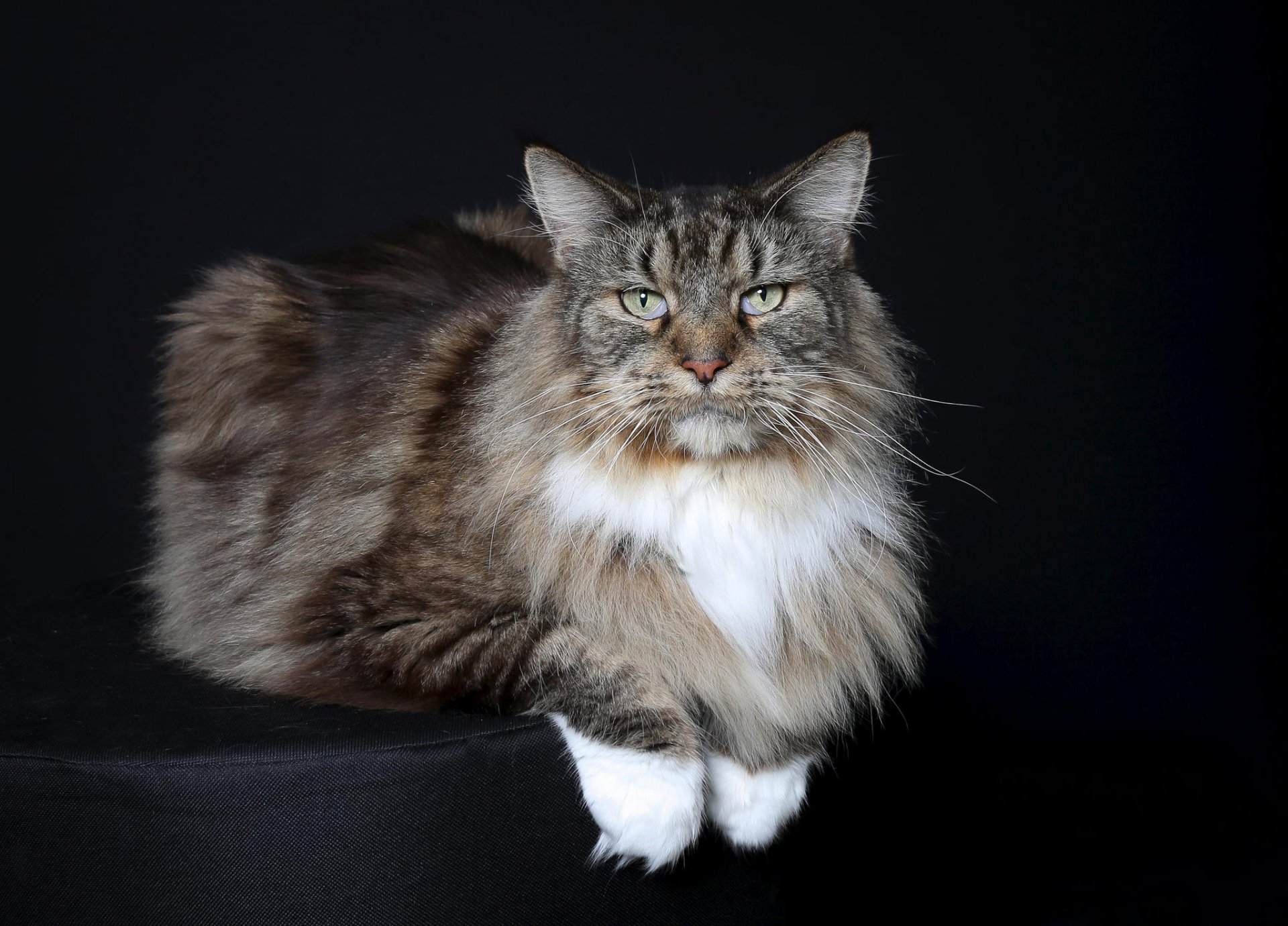 purebred cat ottoman background