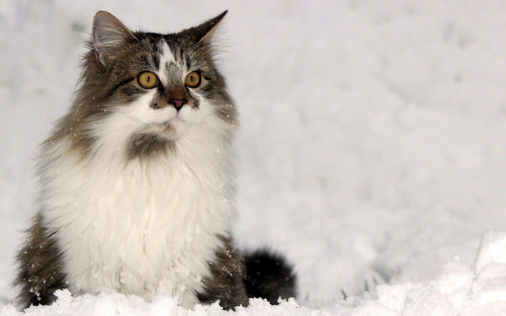 gato mirada invierno