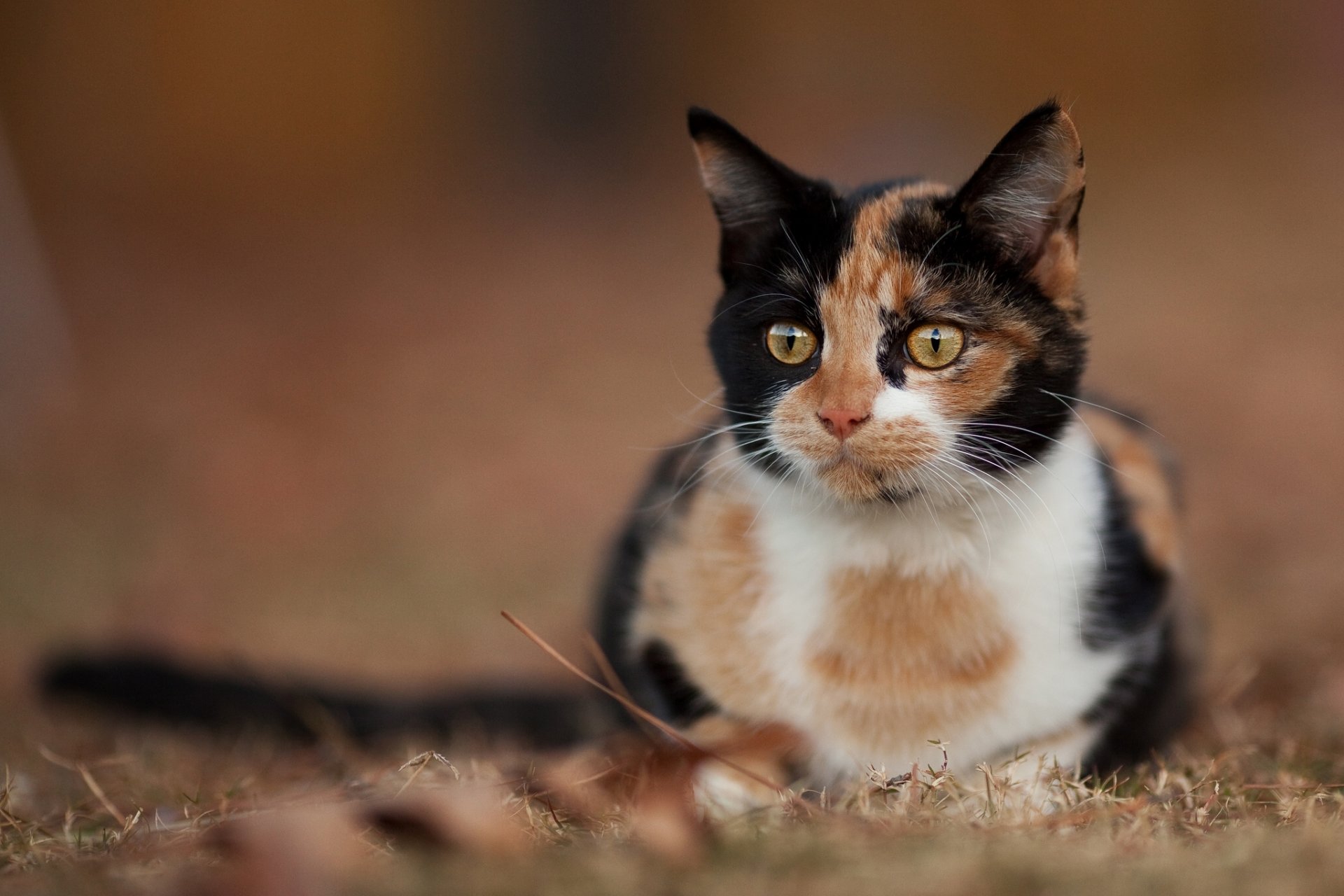 gato gato mirada