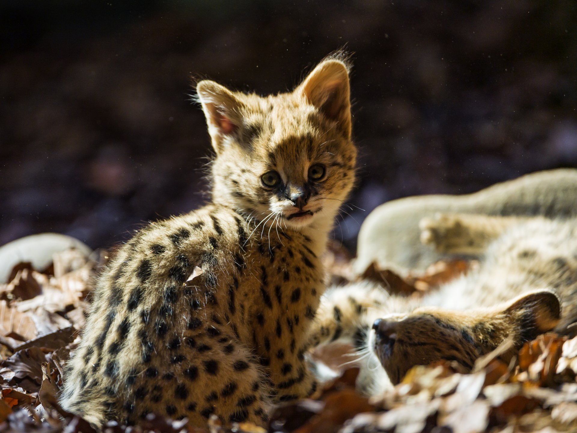 serval gatto bambino foglie sguardo ©tambako the jaguar