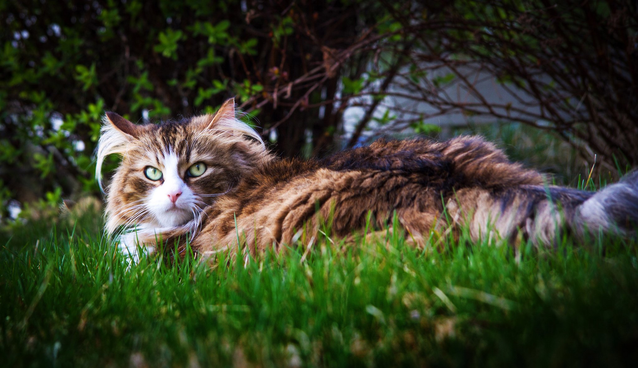 arbusto hierba gato mirada