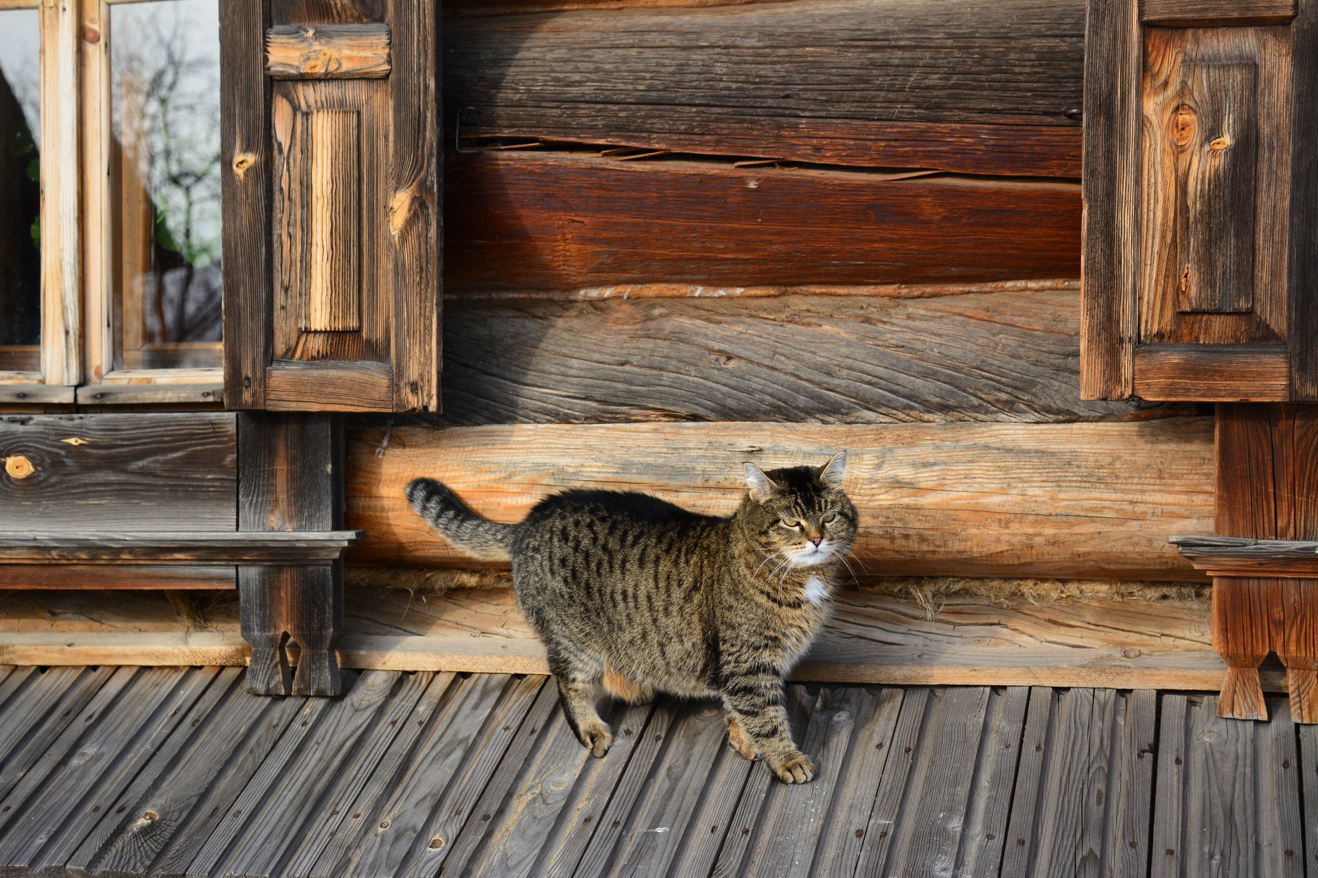 katze hütte nahaufnahme