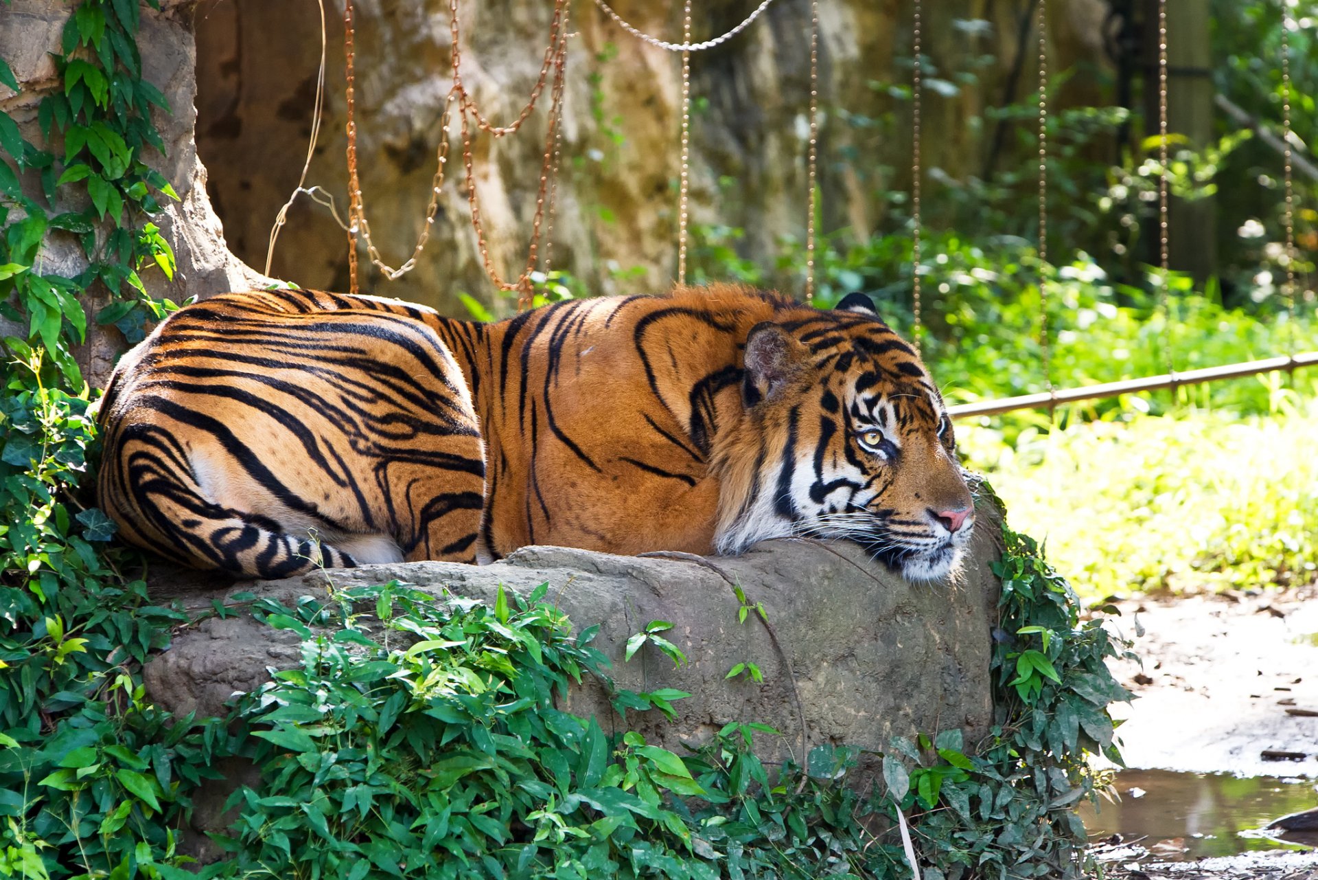 tigre sumatra gato piedra hierba recreación