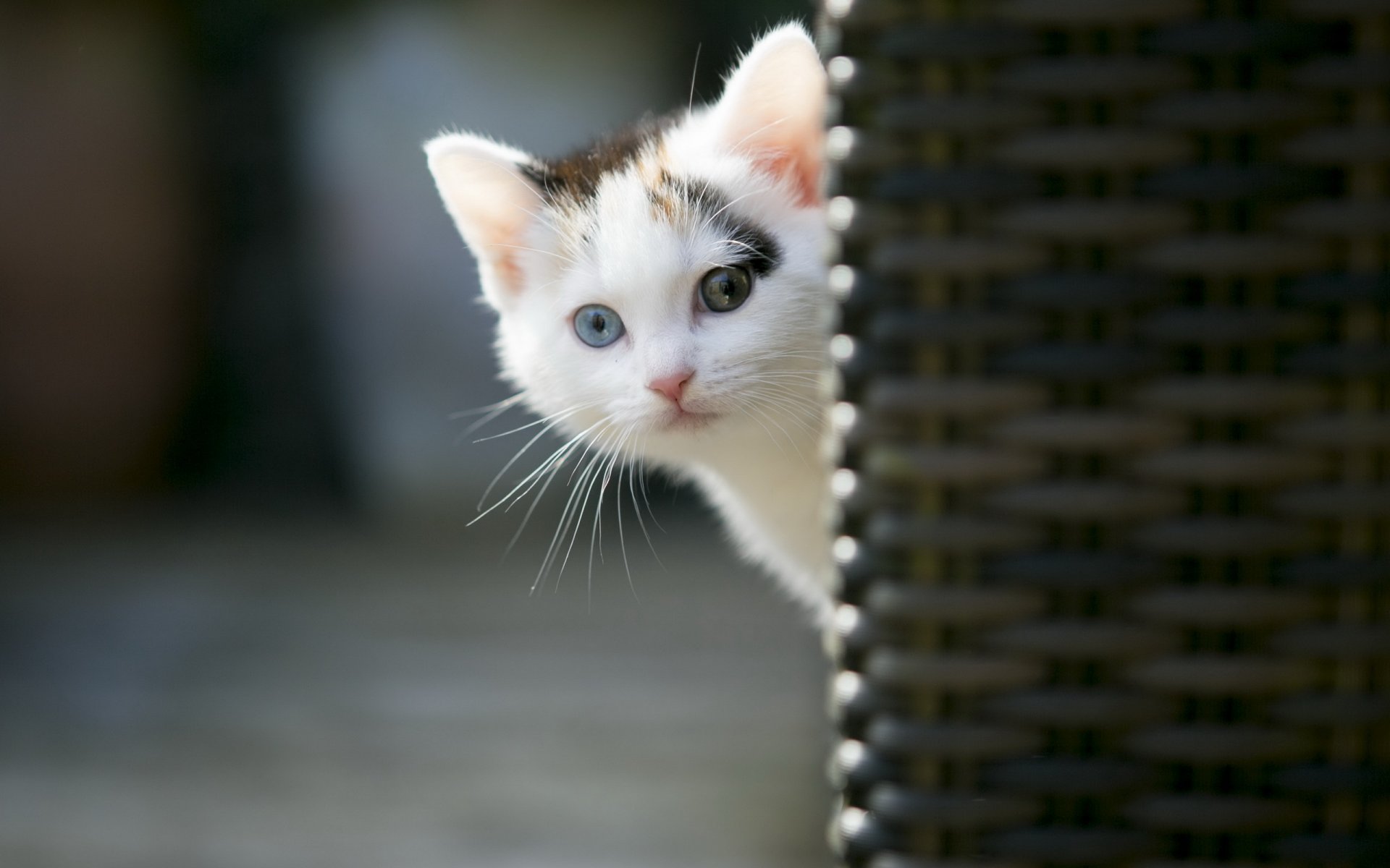 gato mirada fondo