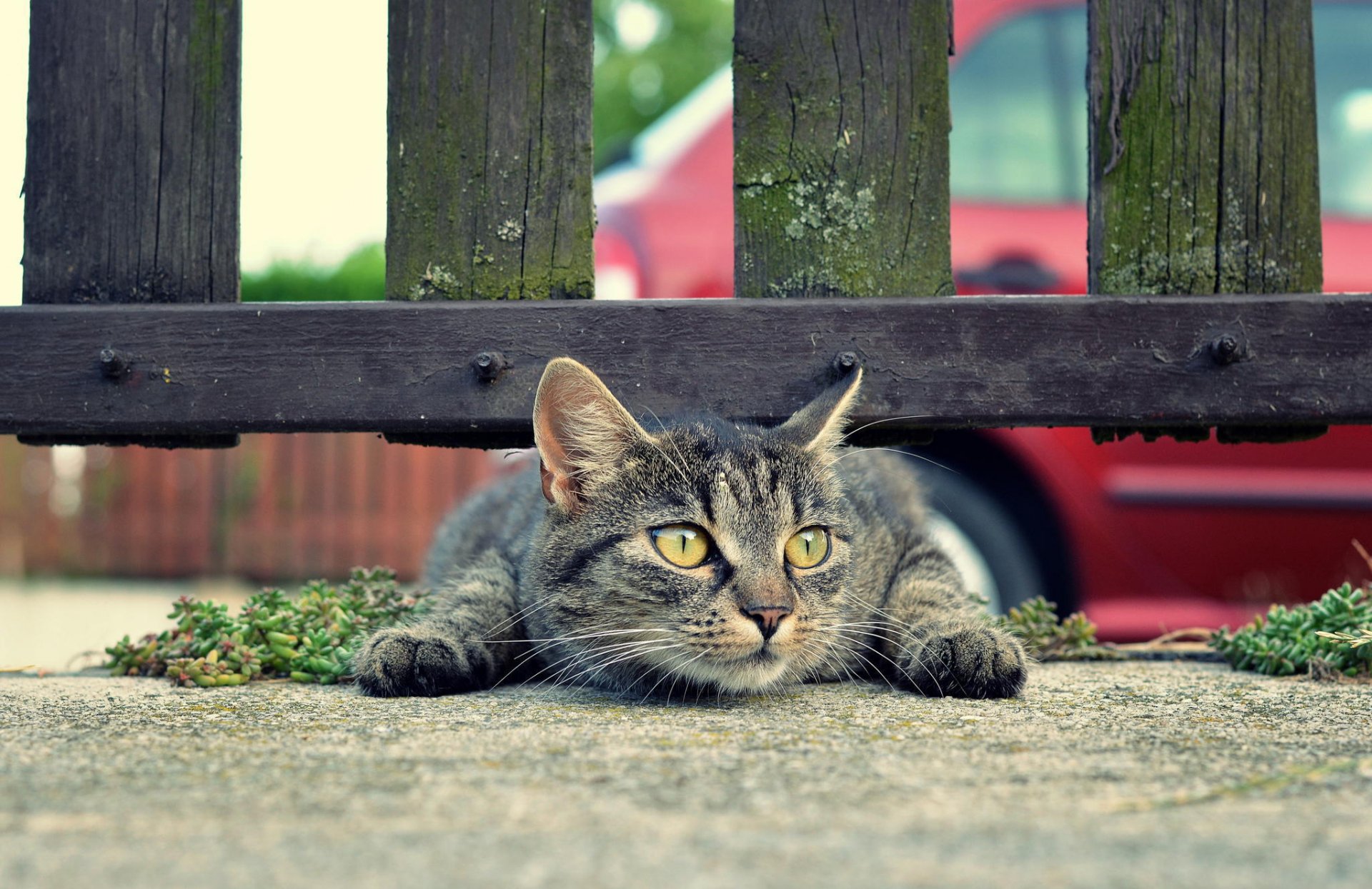 gatto baffi terra recinzione