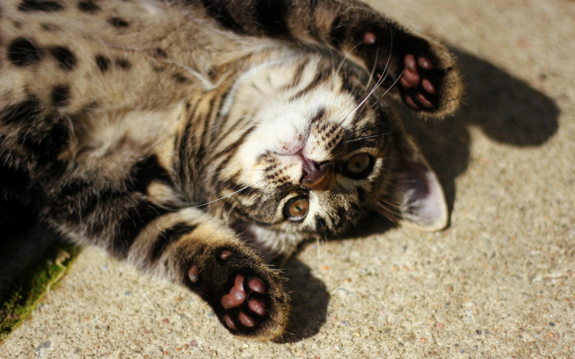 gato patas bigote