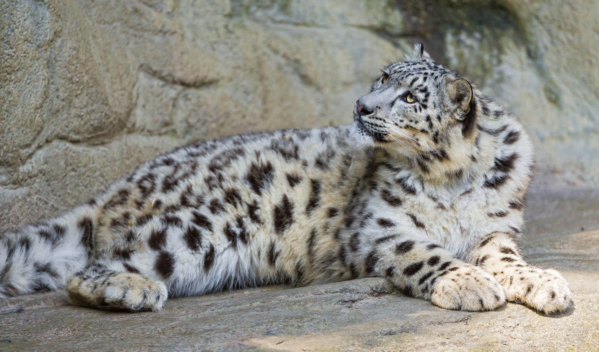 léopard des neiges irbis chat pierres regard ©tambako the jaguar