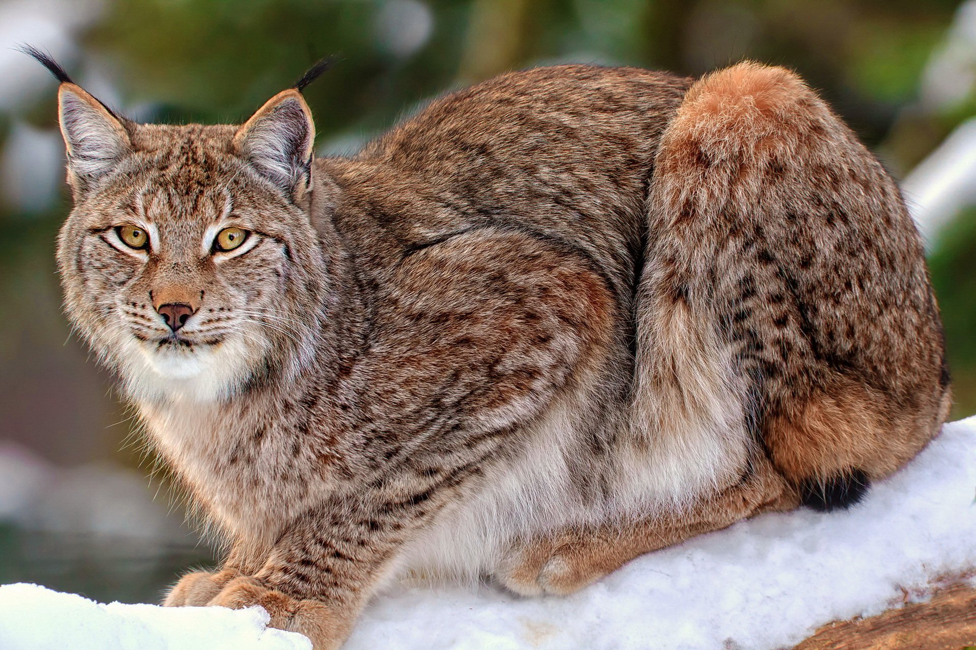 lynx neige arbre vue repos