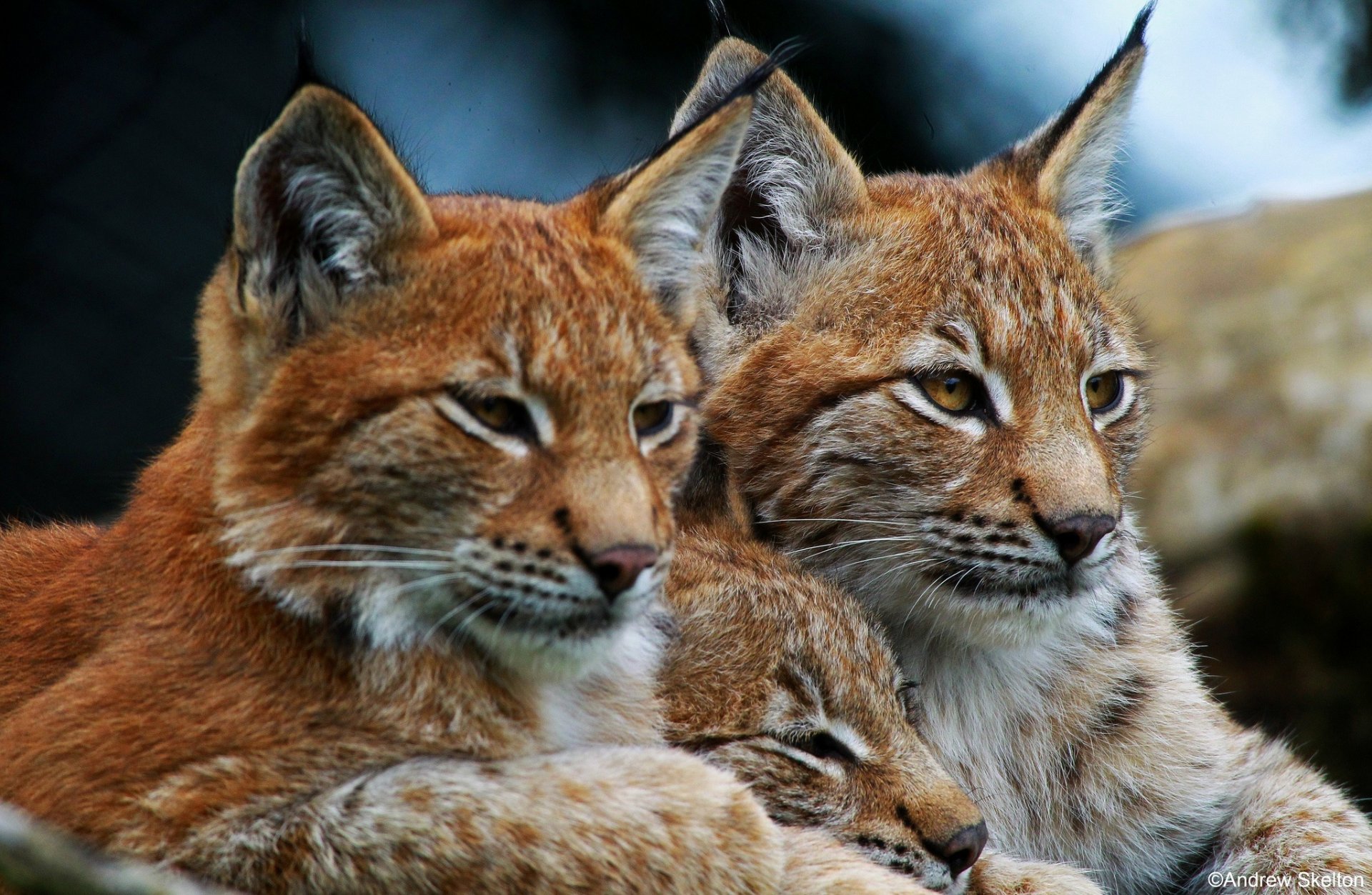 lynx wild cats trio family sport