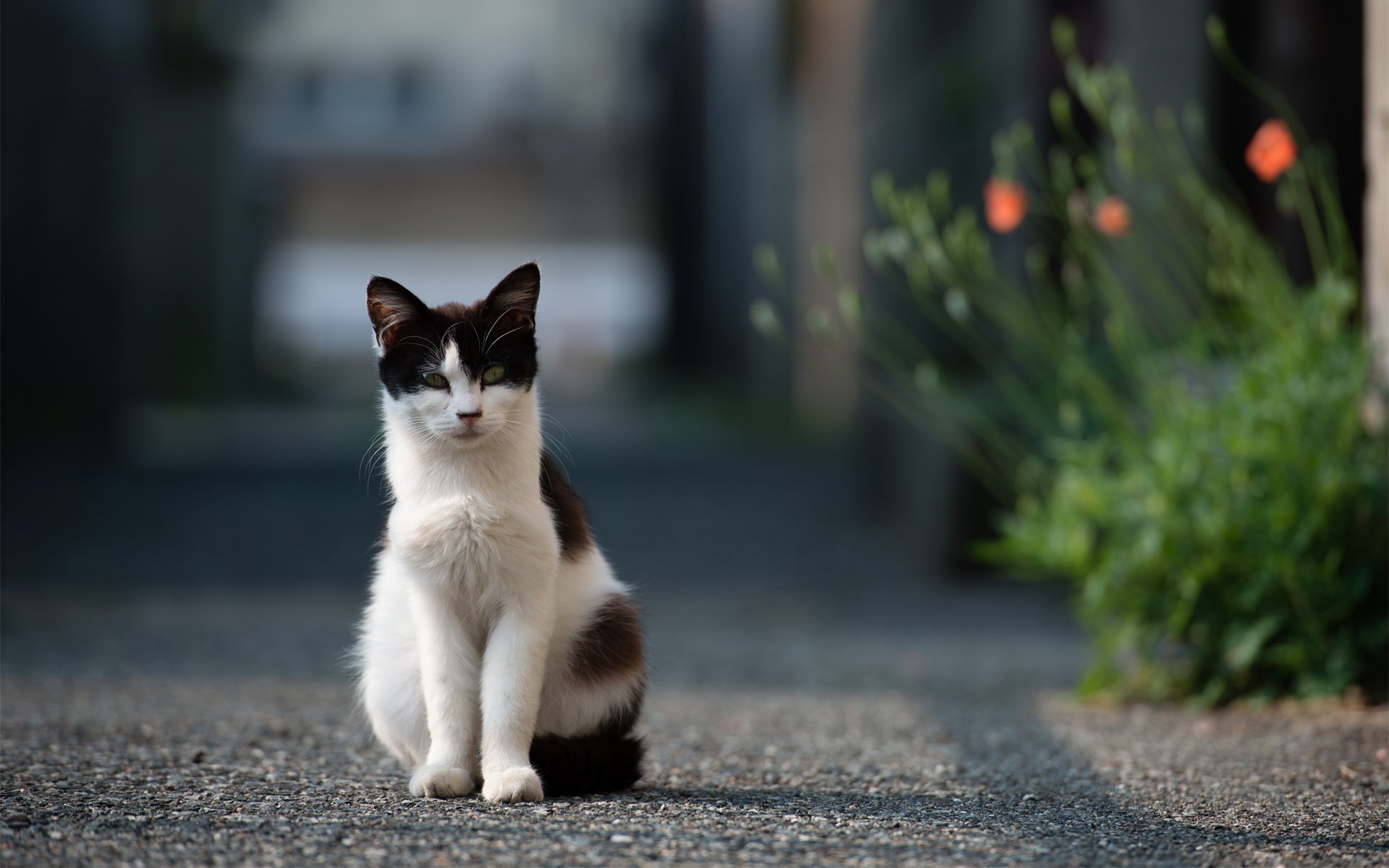 chat chat rue route asphalte fleurs