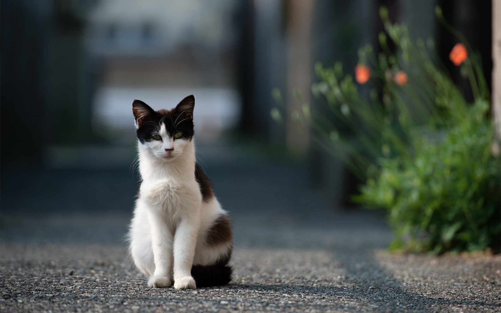 Кот на улице