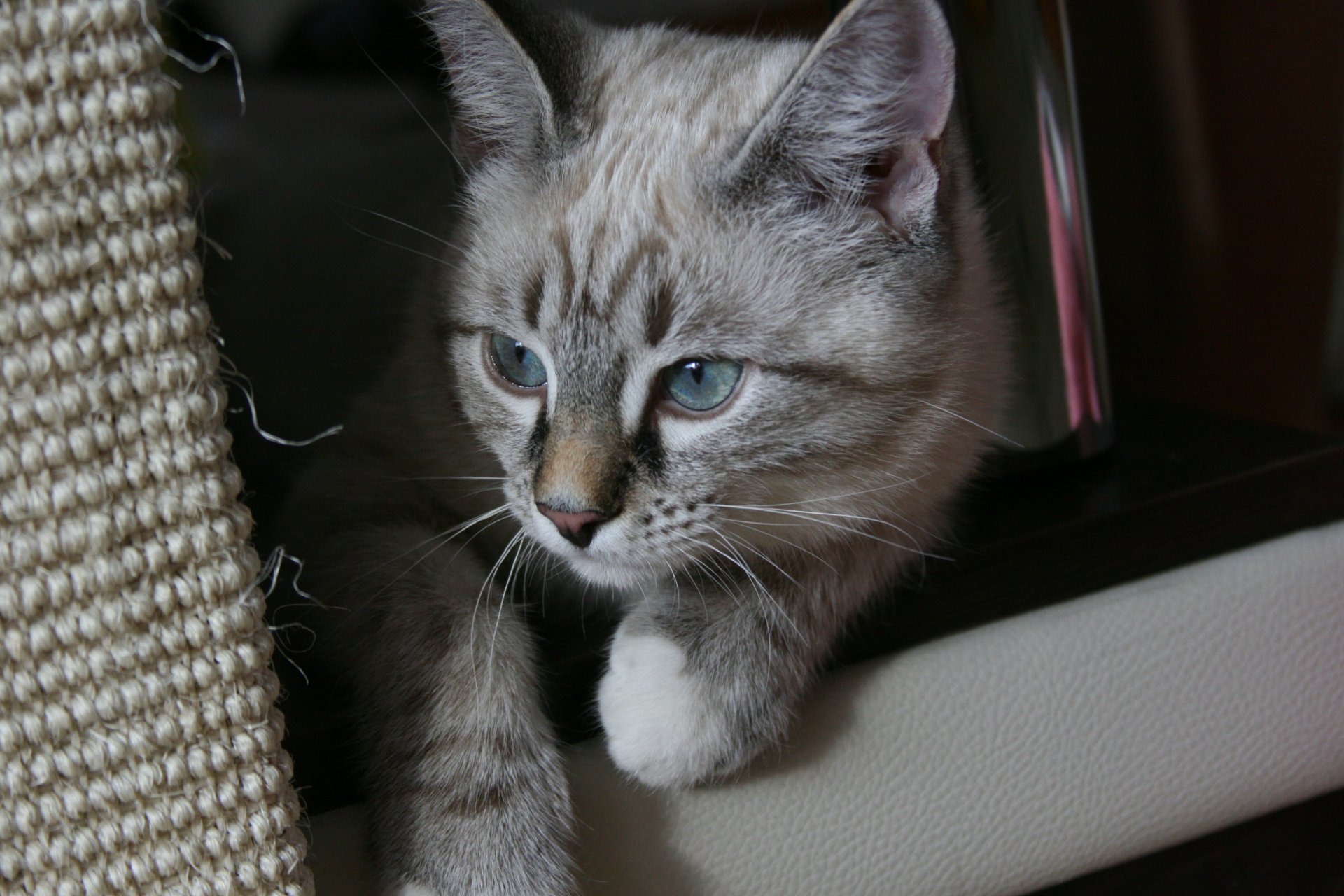 hintergrund tapete katzen katze tier blick augen gemütlichkeit haus