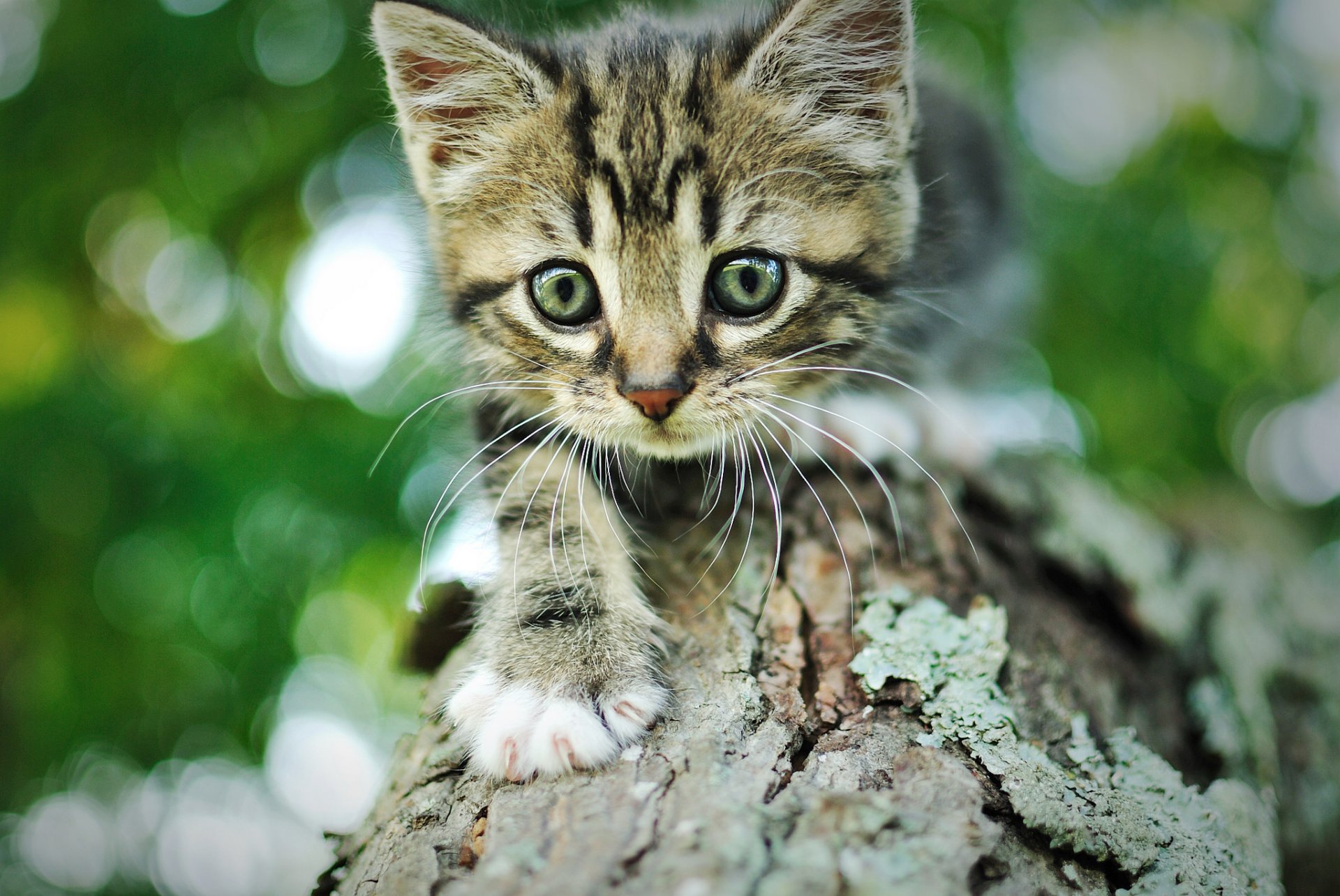 kätzchen katze grau gestreift maulkorb baum rinde bokeh