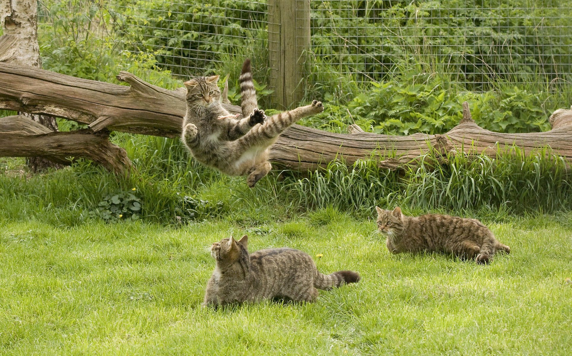 écossais chat sauvage scottish wildcat jeu kung fu herbe