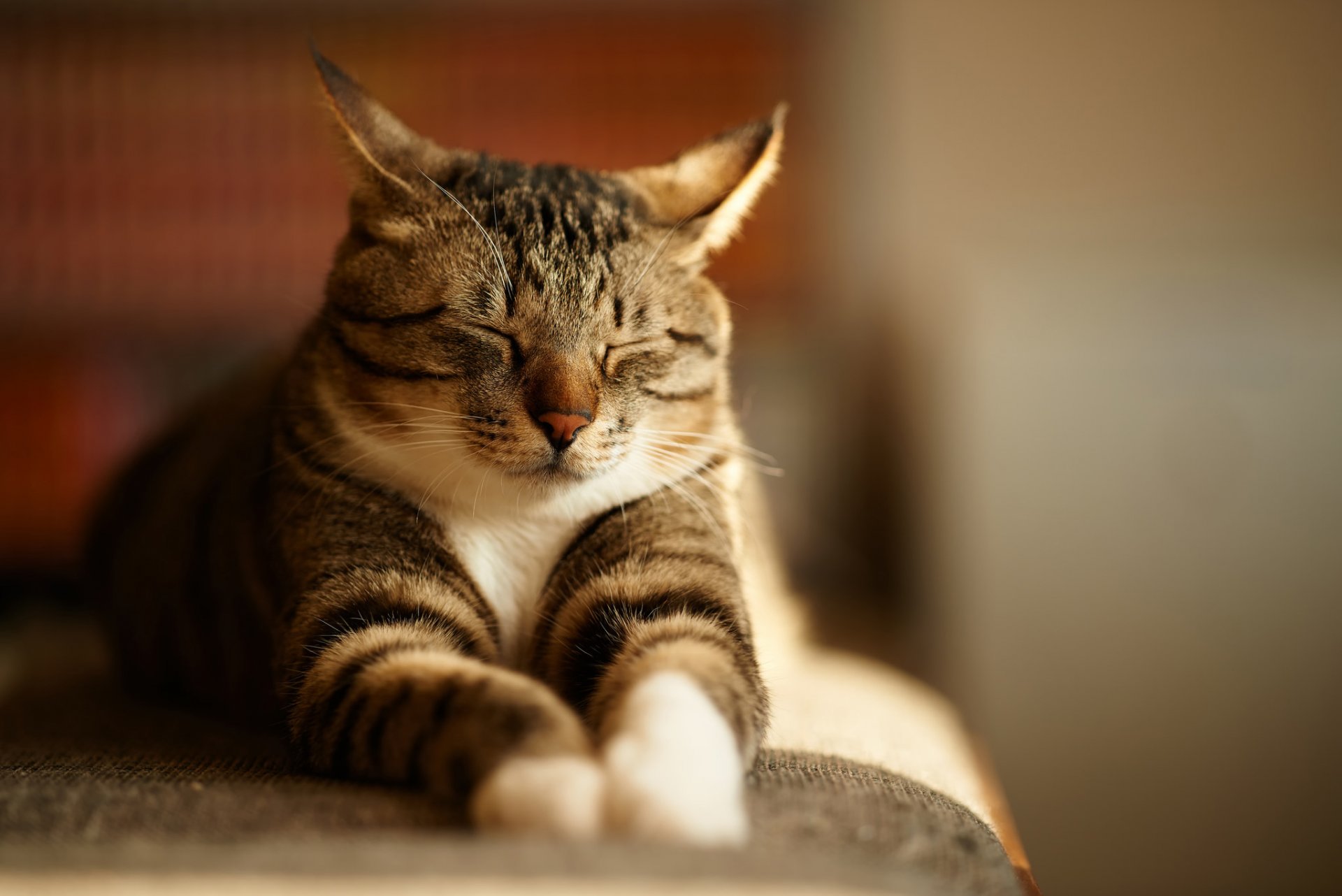 katze grau gestreift schläft