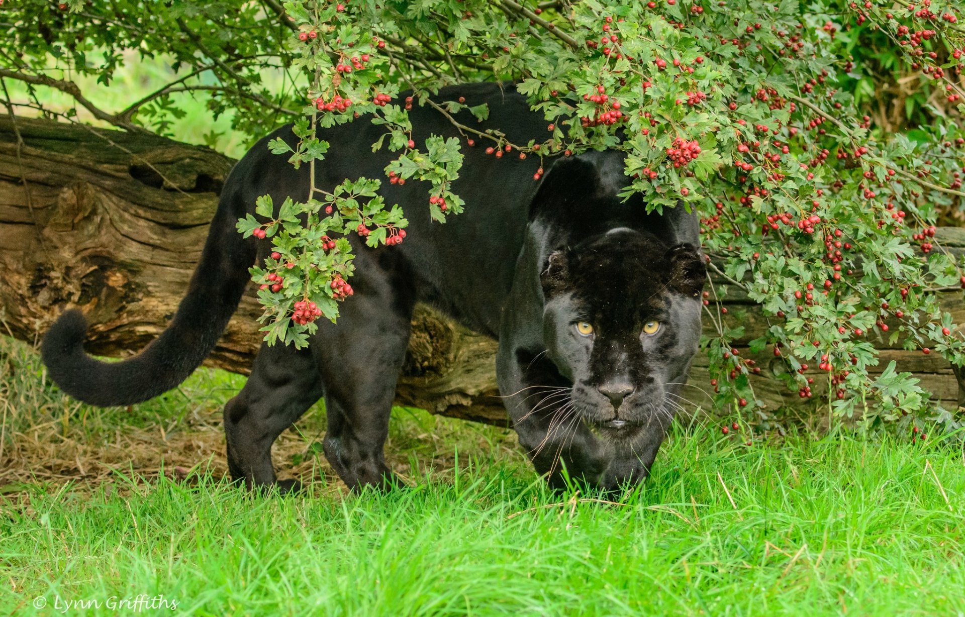 gato salvaje depredador poder hocico vegetación follaje bayas verano zoológico