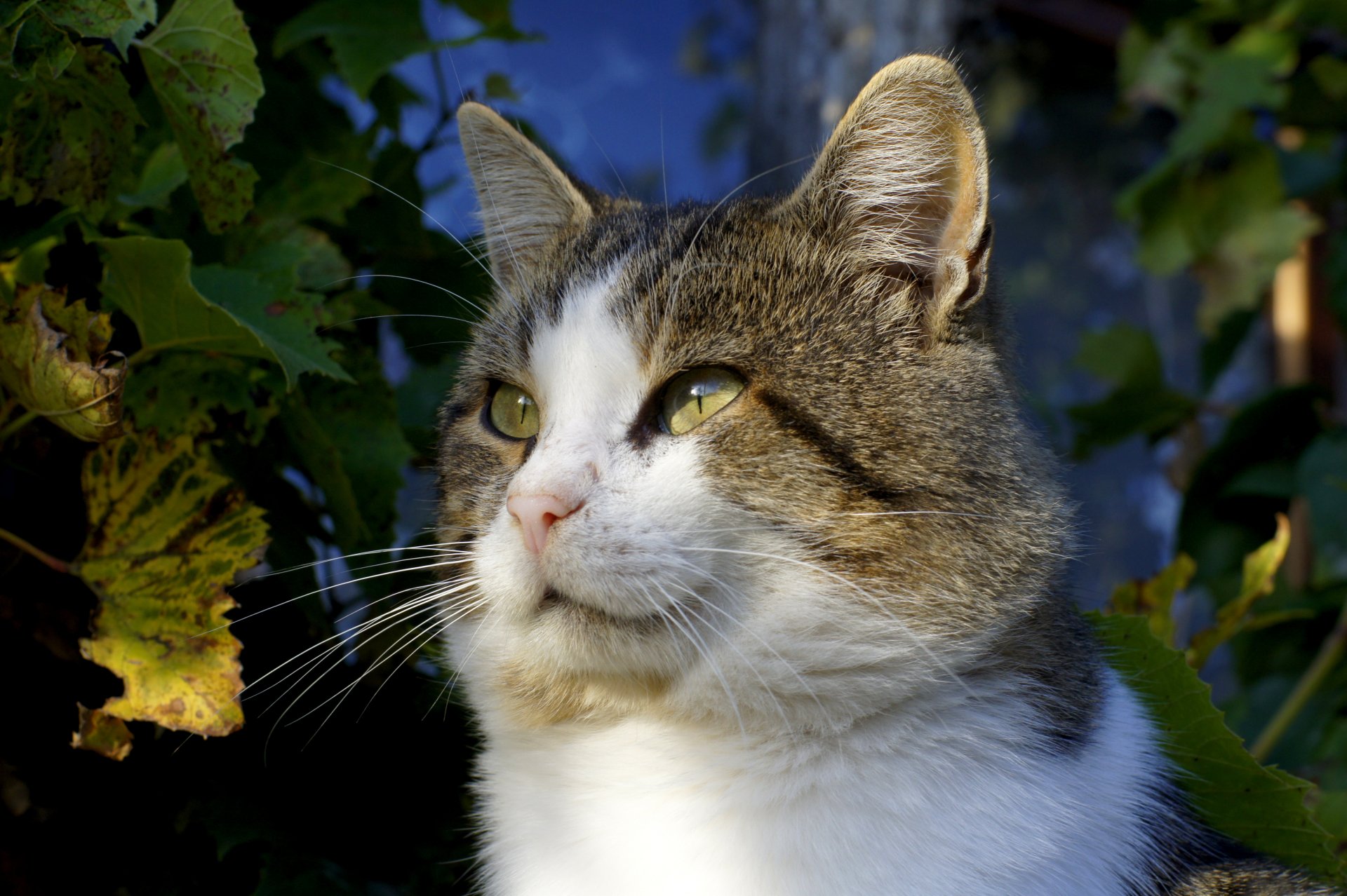 gato verde hojas otoño mirada ojos bigote