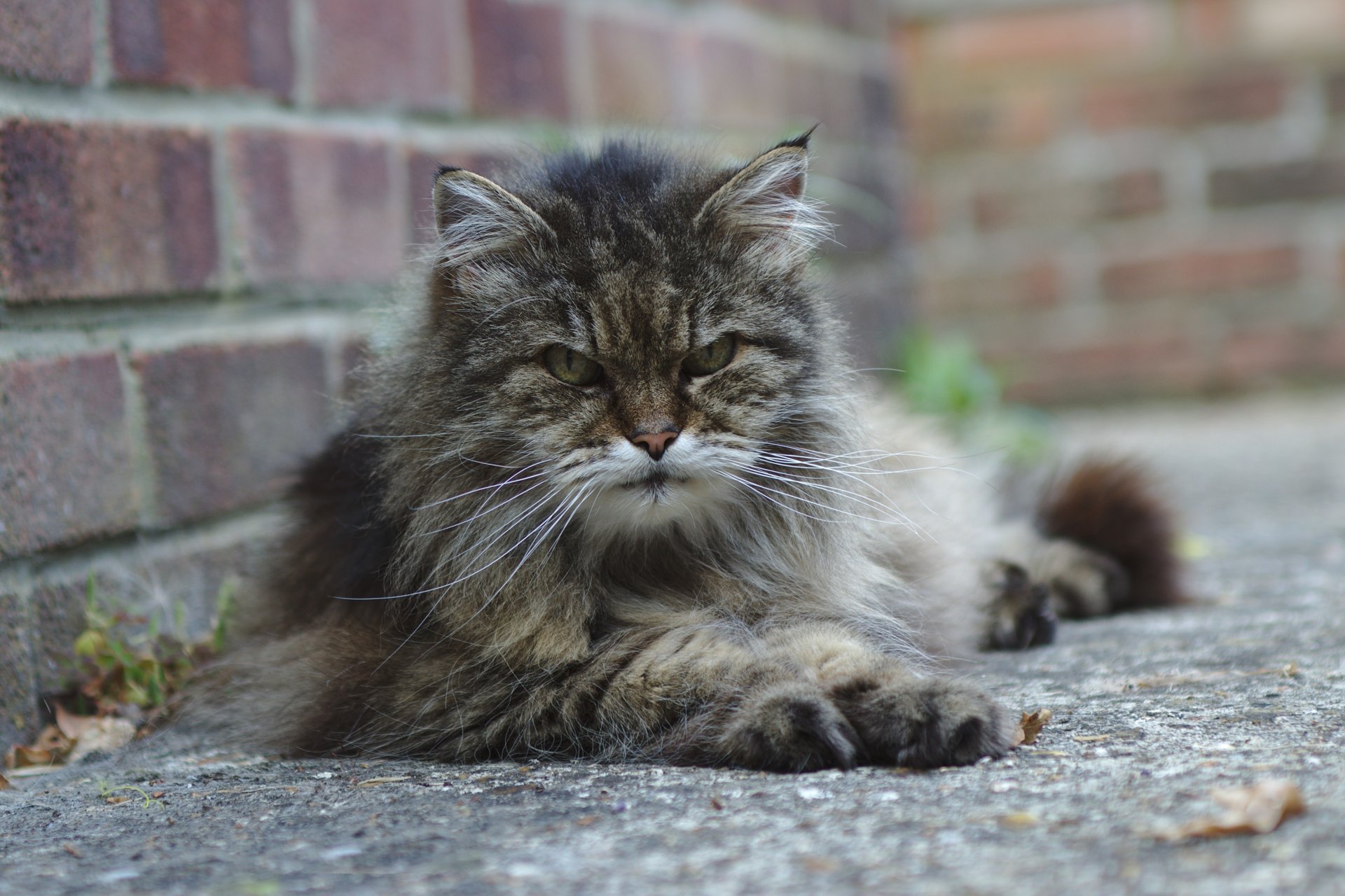 katze grau liegt blick wütend straße