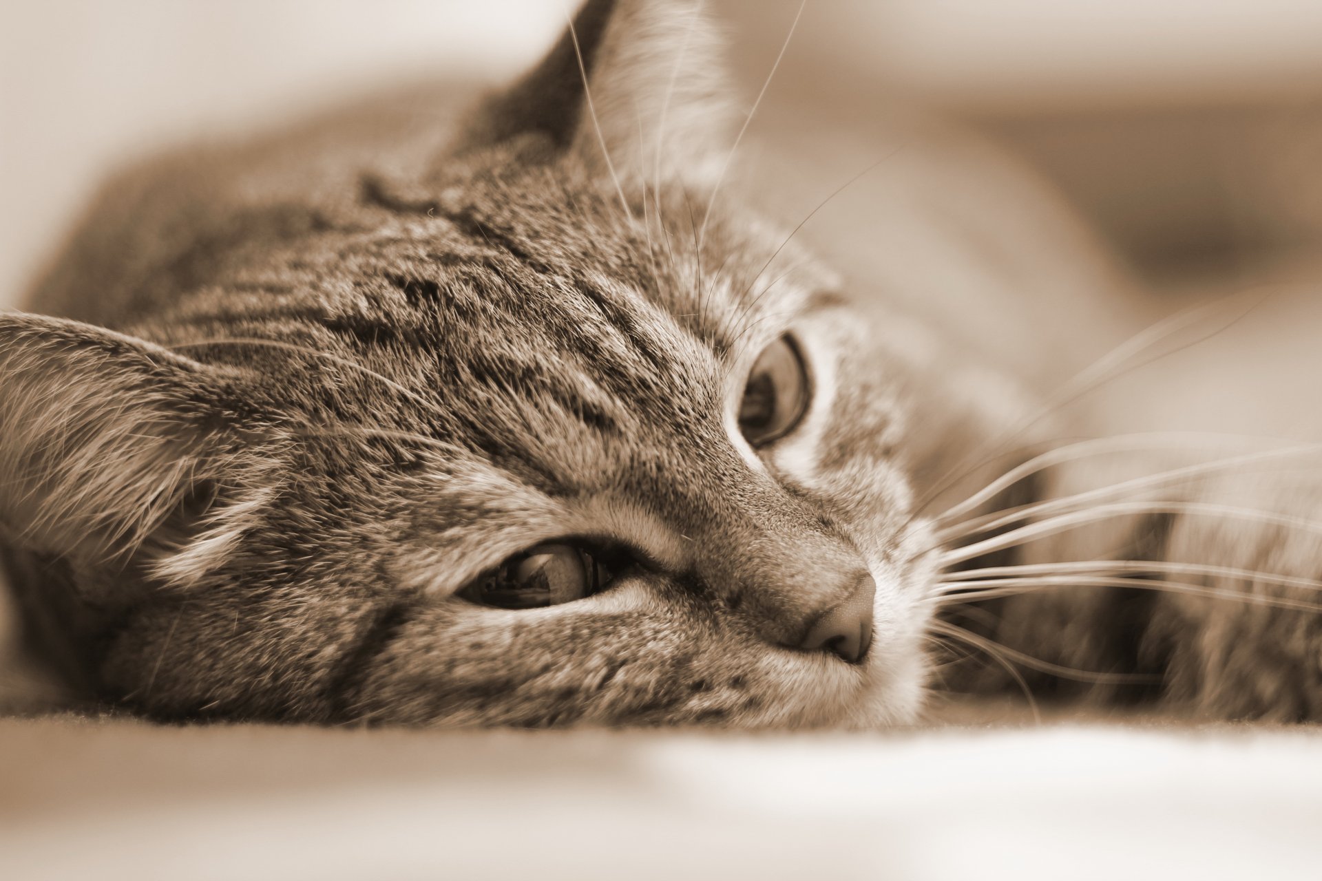 cat portrait sepia