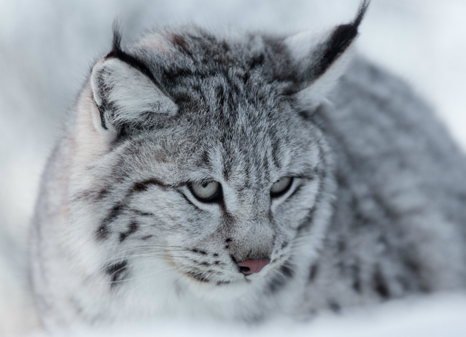 eurasisch luchs grau wildkatze schnauze blick porträt