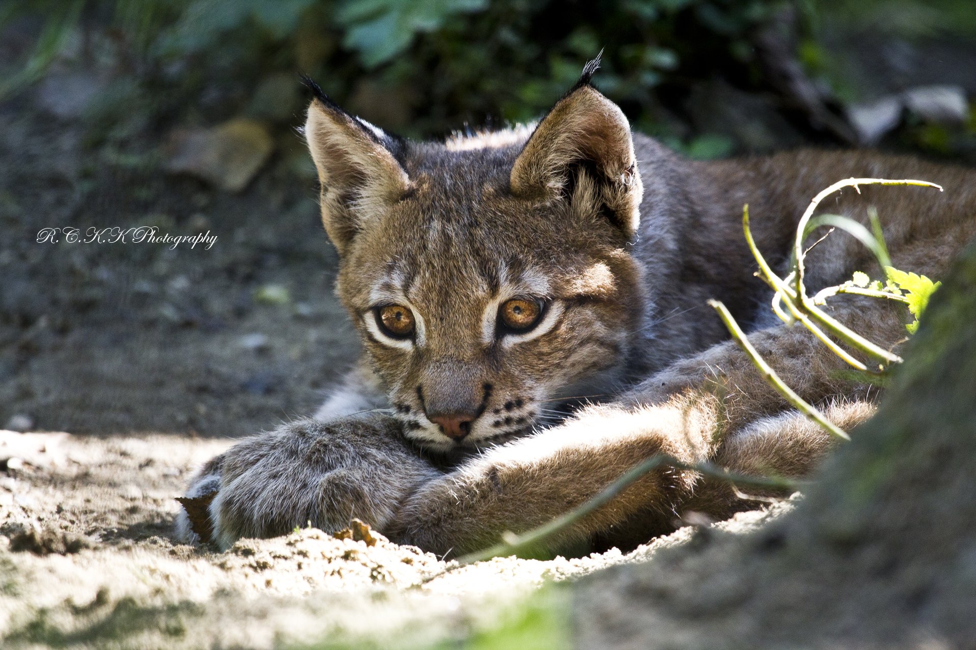 lince descanso depredador