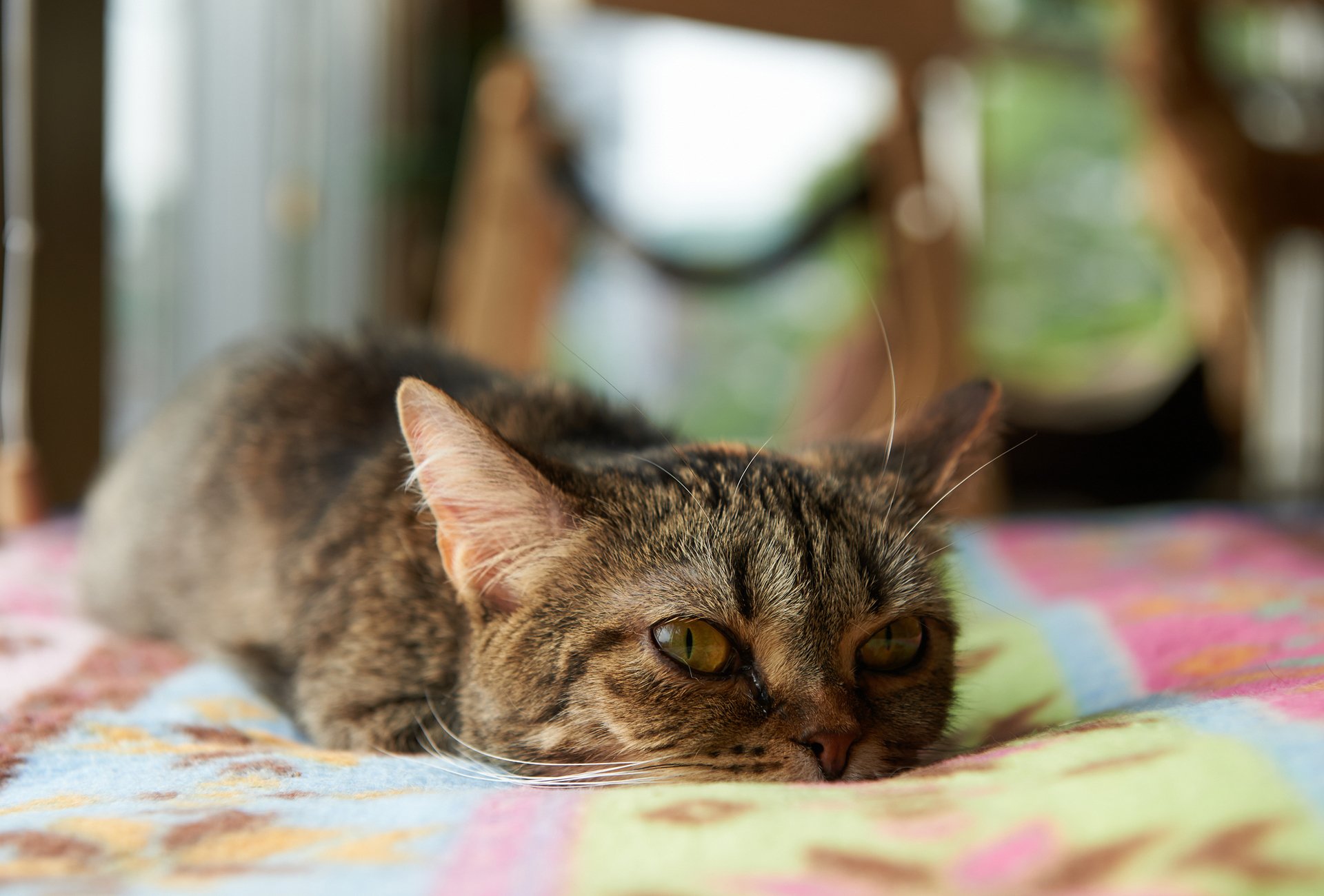 cote gato habitación