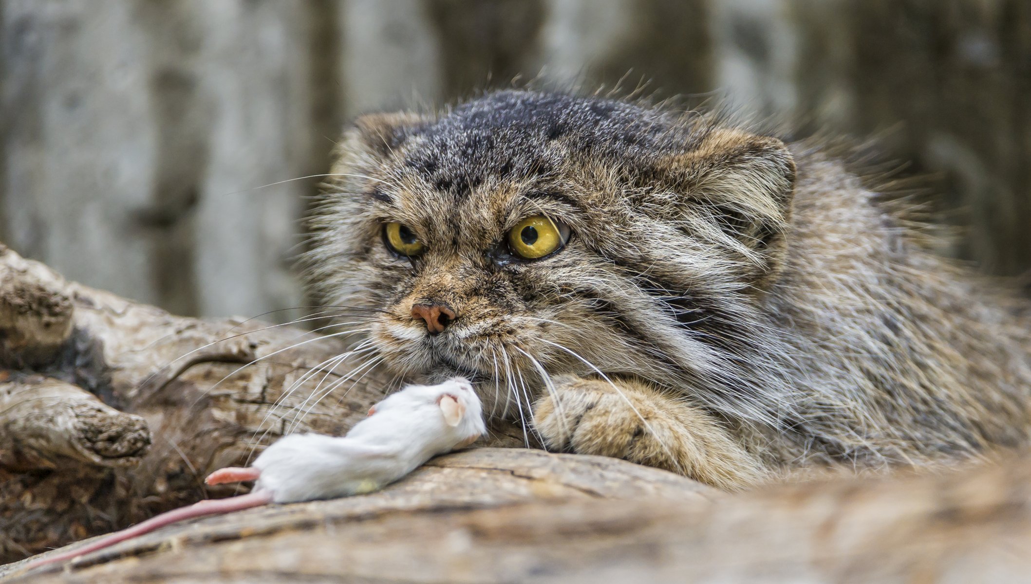 manul chat souris regard ©tambako the jaguar