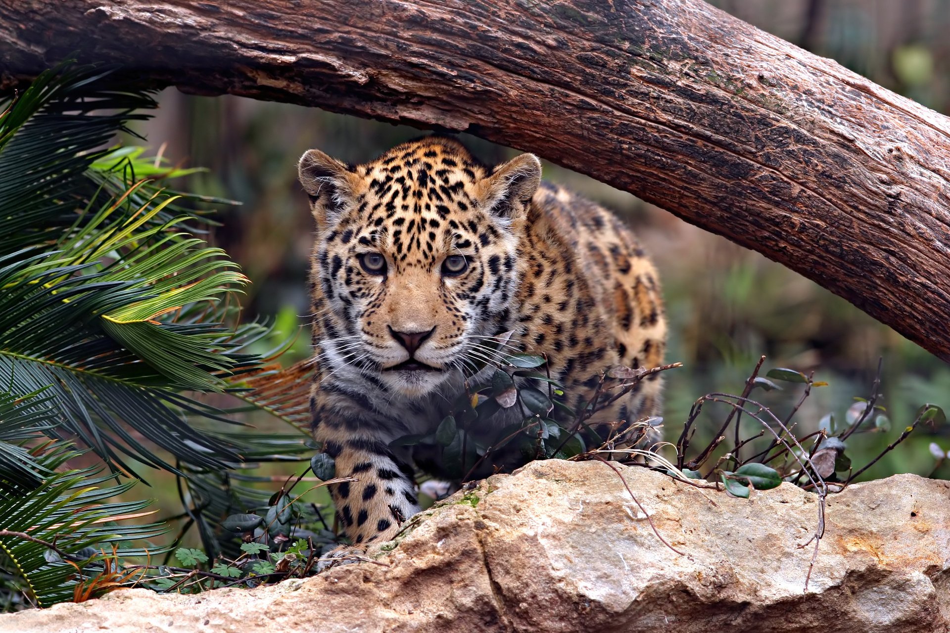 giaguaro gatto predatore tronco pietra