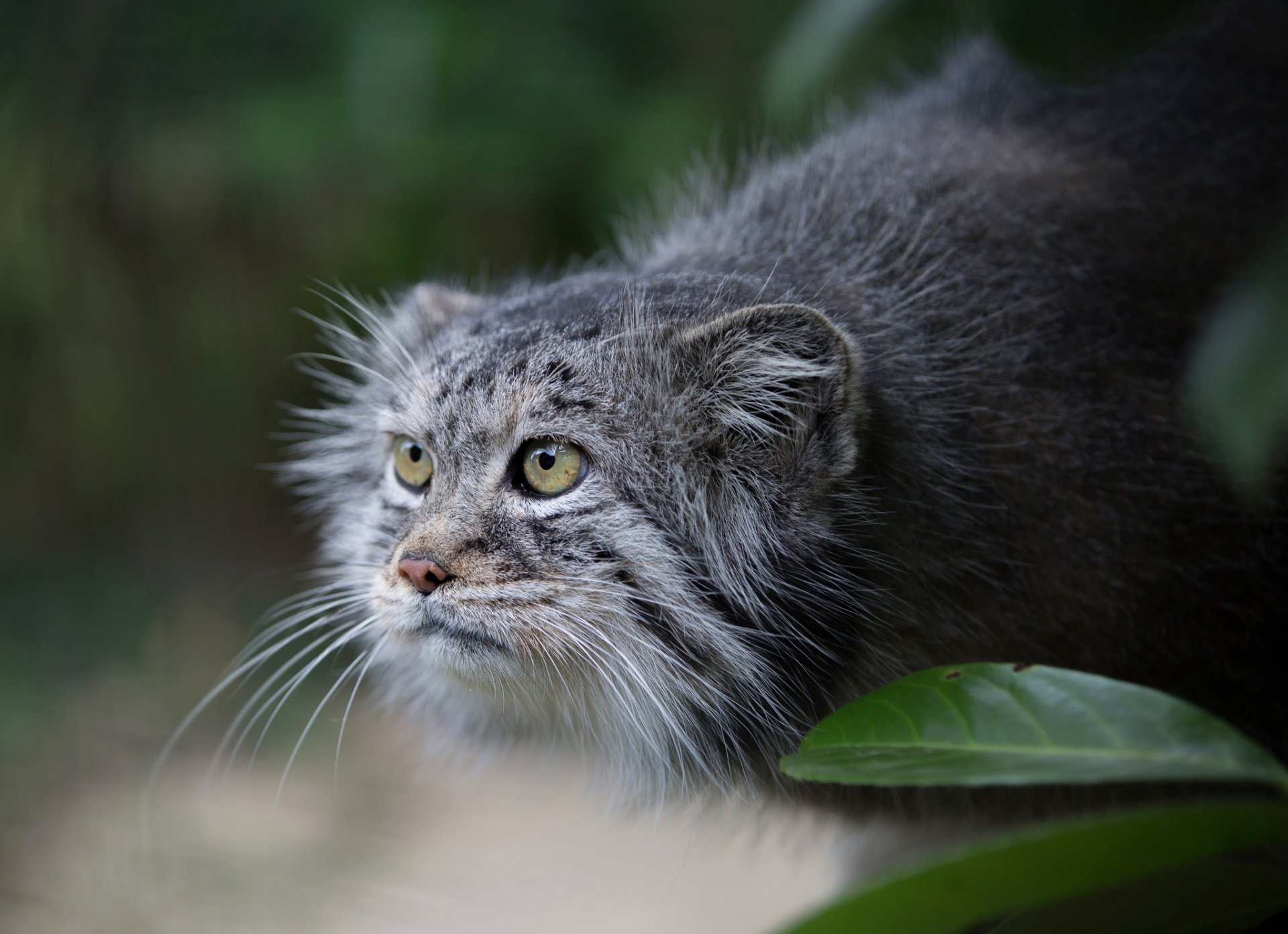 manula manul spojrzenie