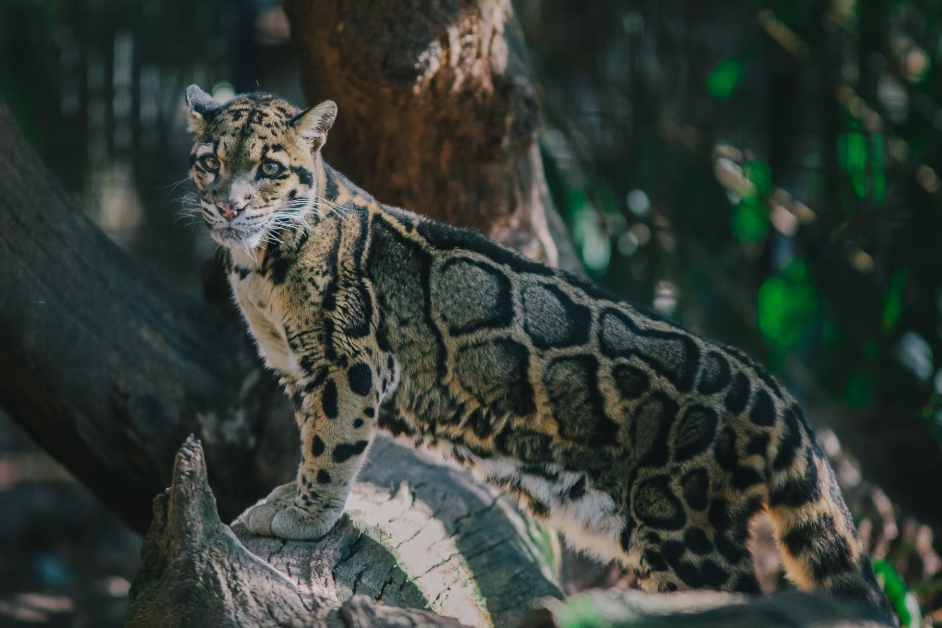 leopardo ahumado gato salvaje depredador manchas pose