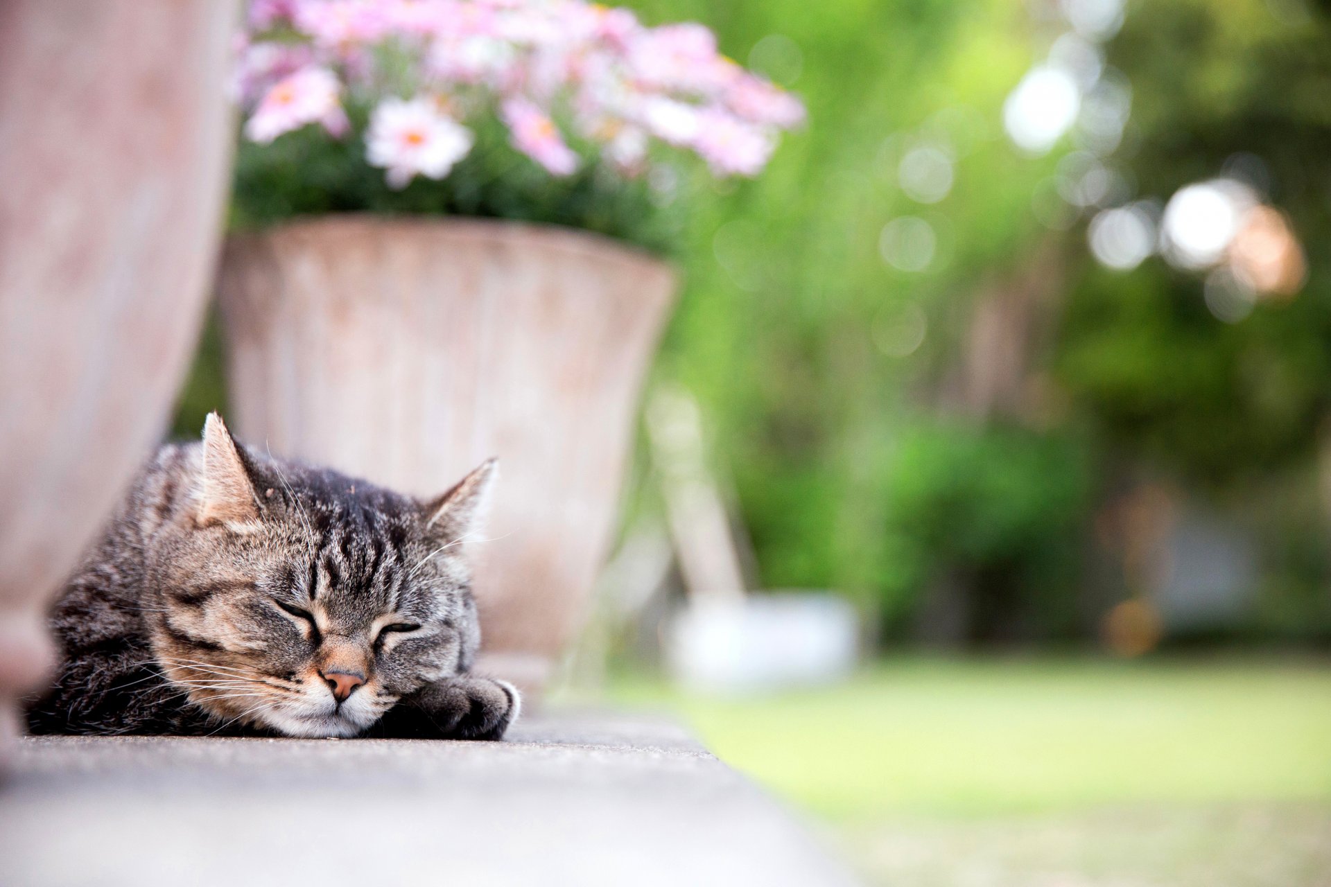 cat cat muzzle paw sleeping flowerpot flower