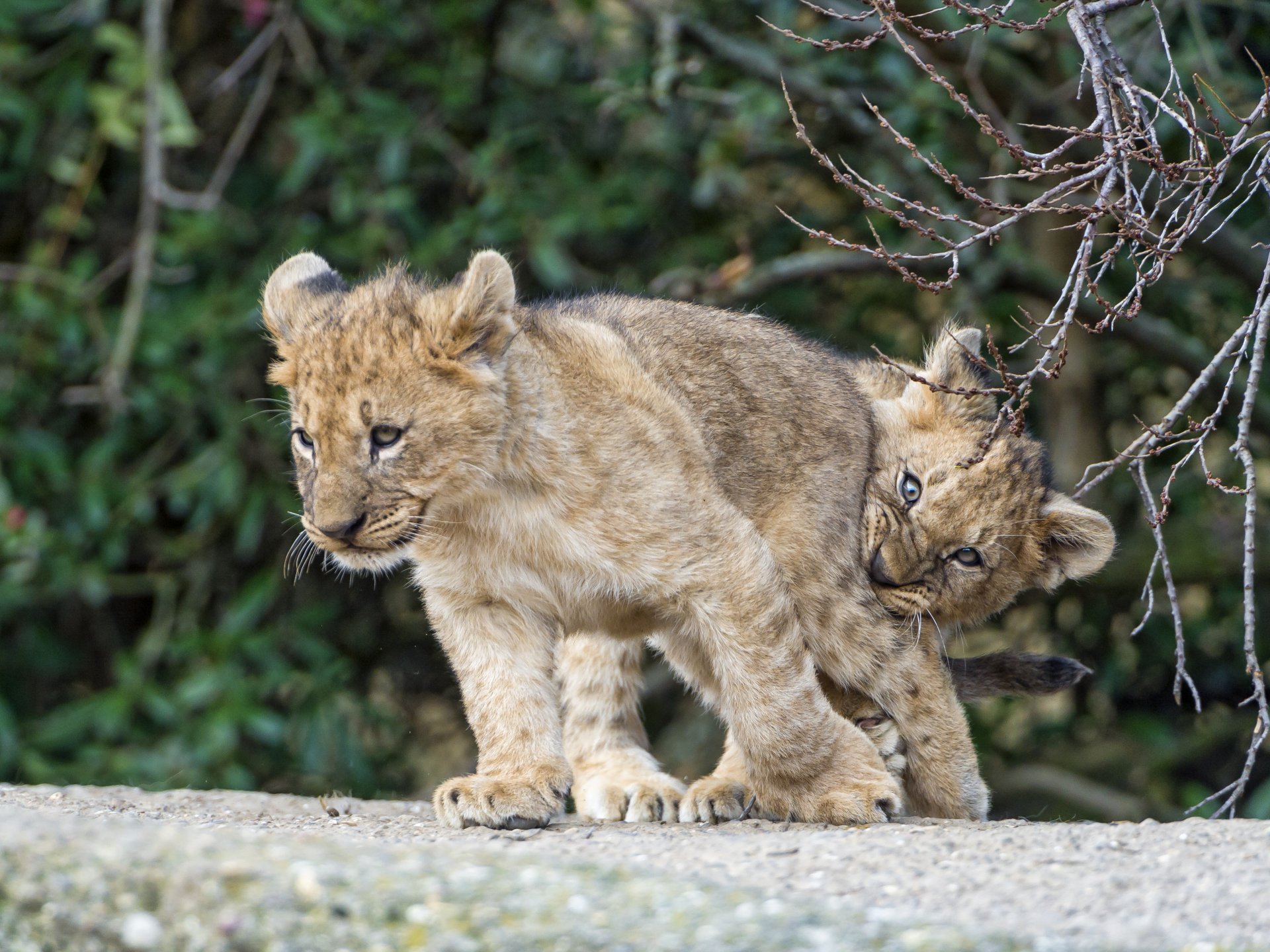 chats lionceaux branches jeu couple ©tambako the jaguar