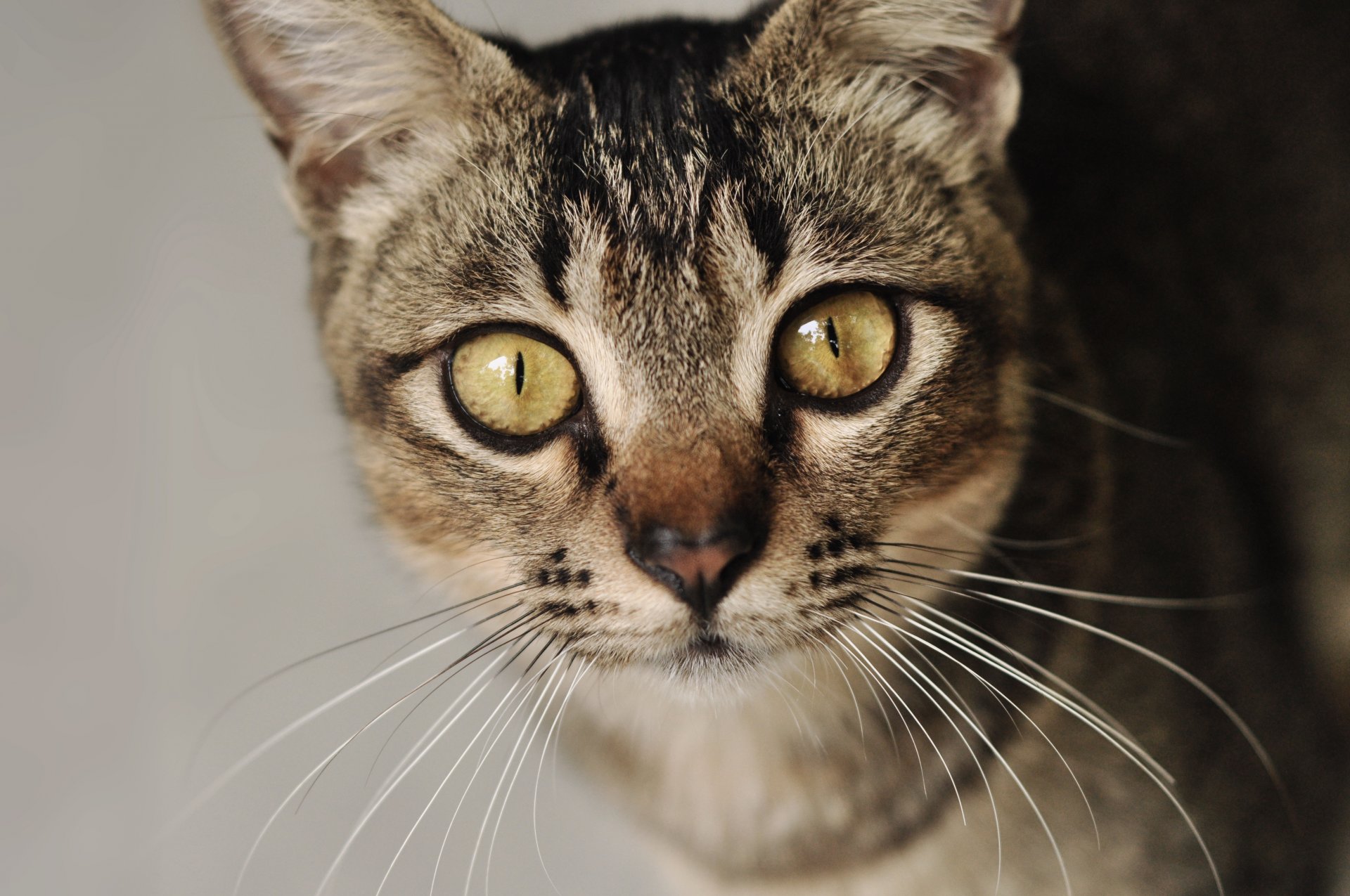 gatto animale muso baffi sguardo