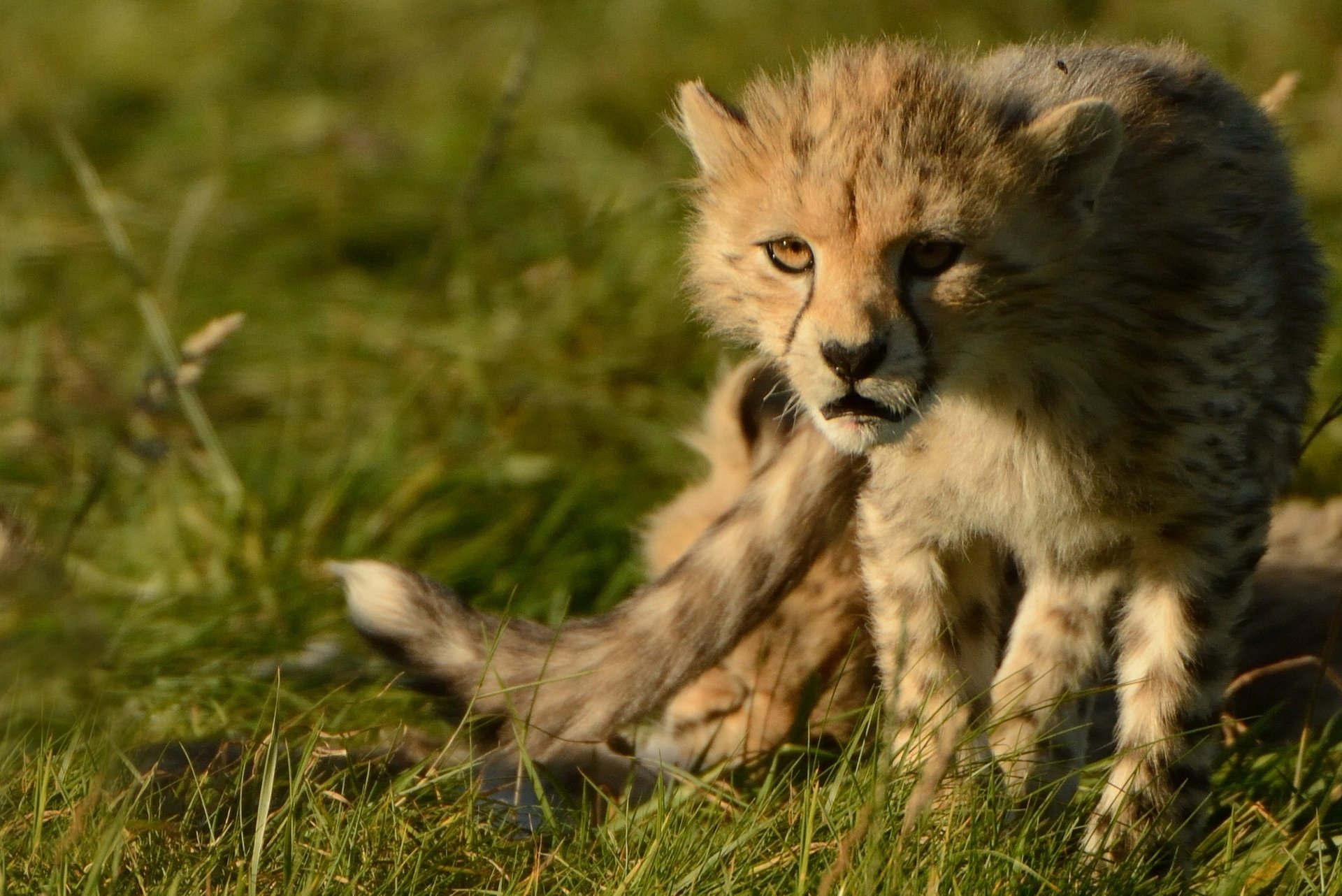 guépard chat sauvage prédateur