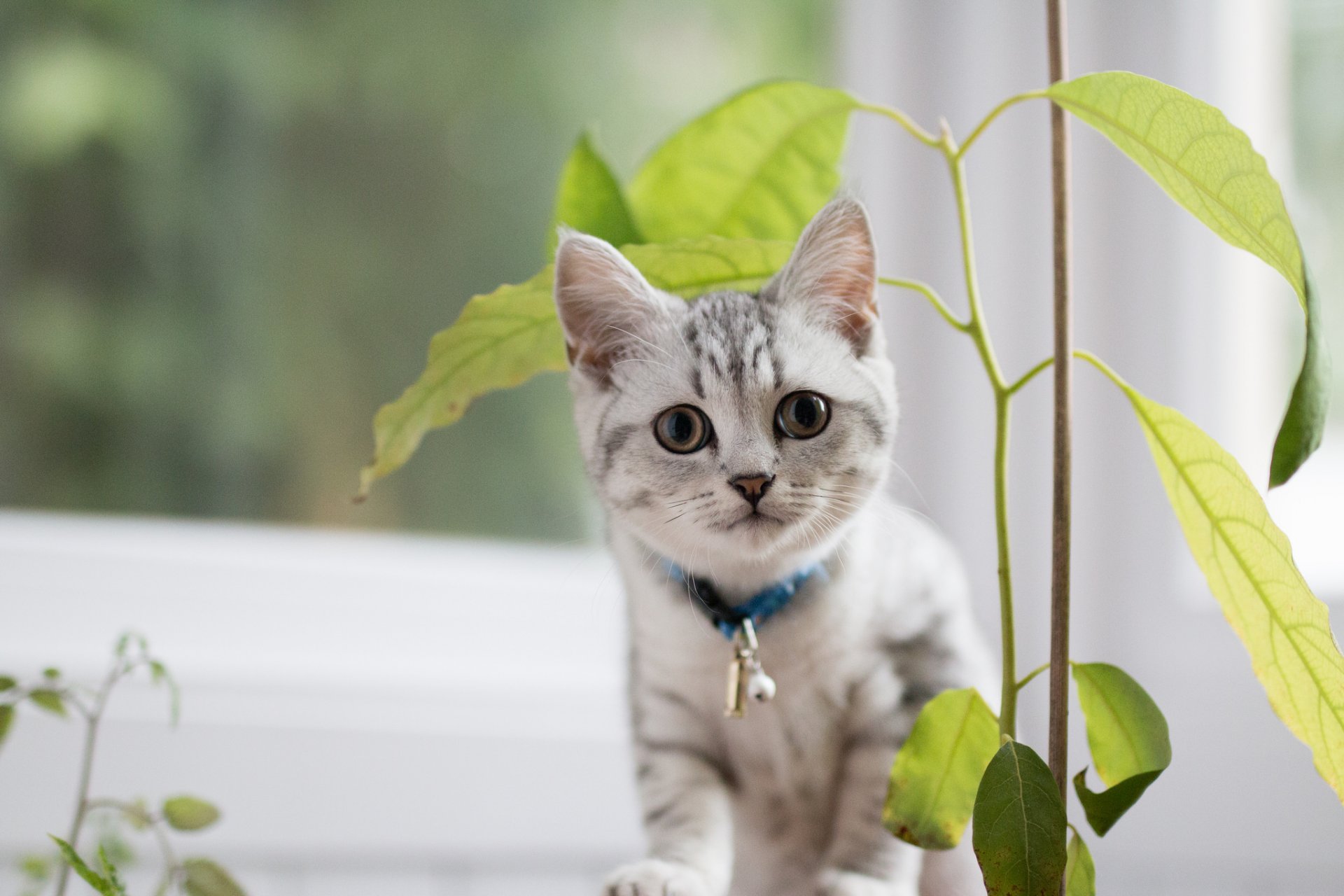 katze blick hintergrund