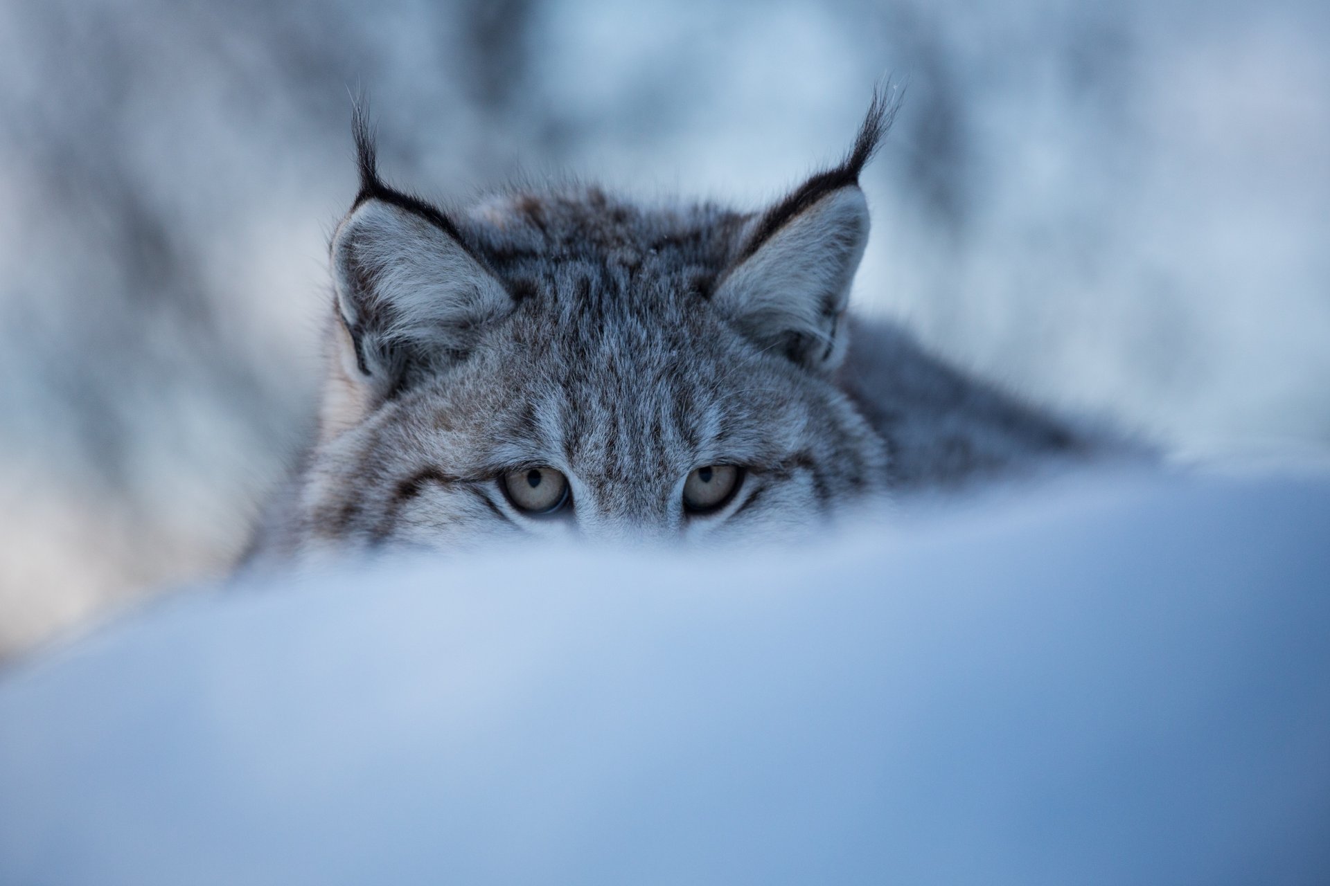 luchs wildkatze schnauze augen winter schnee