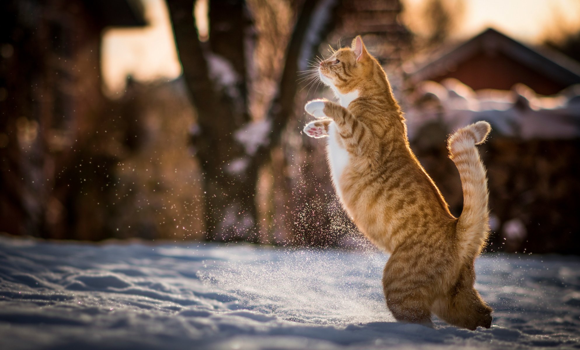 gatto rosso gatto sulle zampe posteriori inverno neve