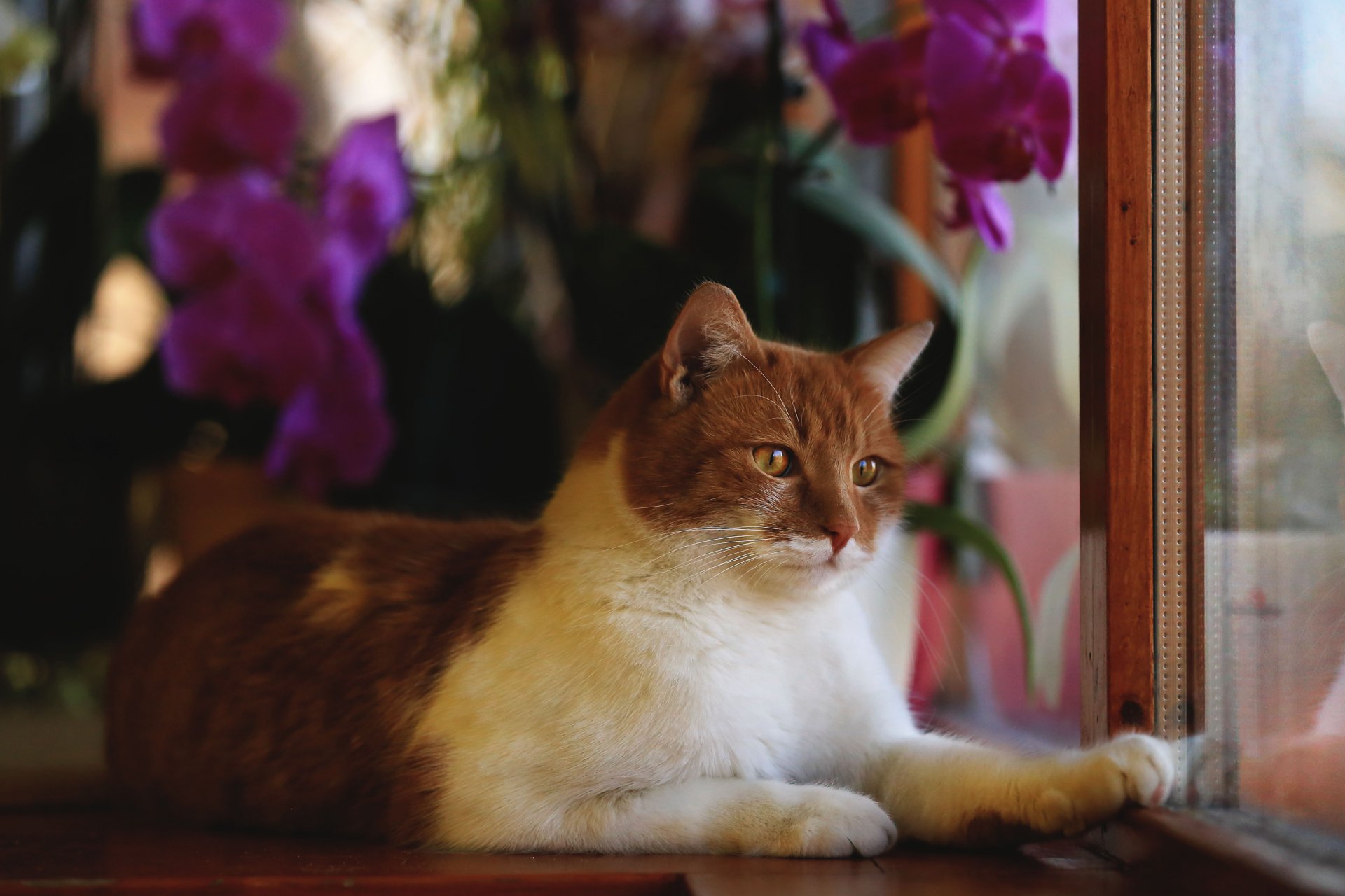 cat red animals view is window frame flower