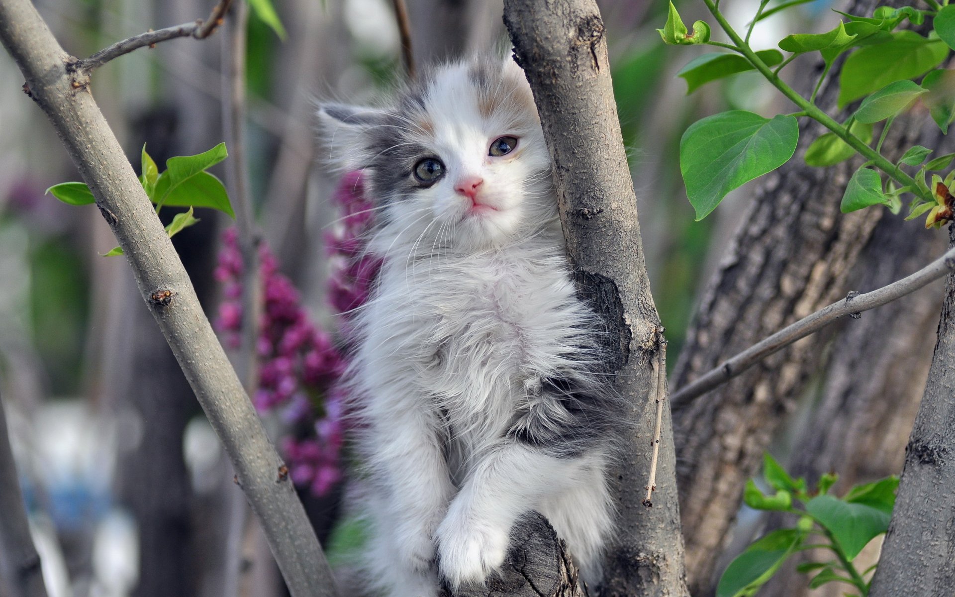 chat arbre nature