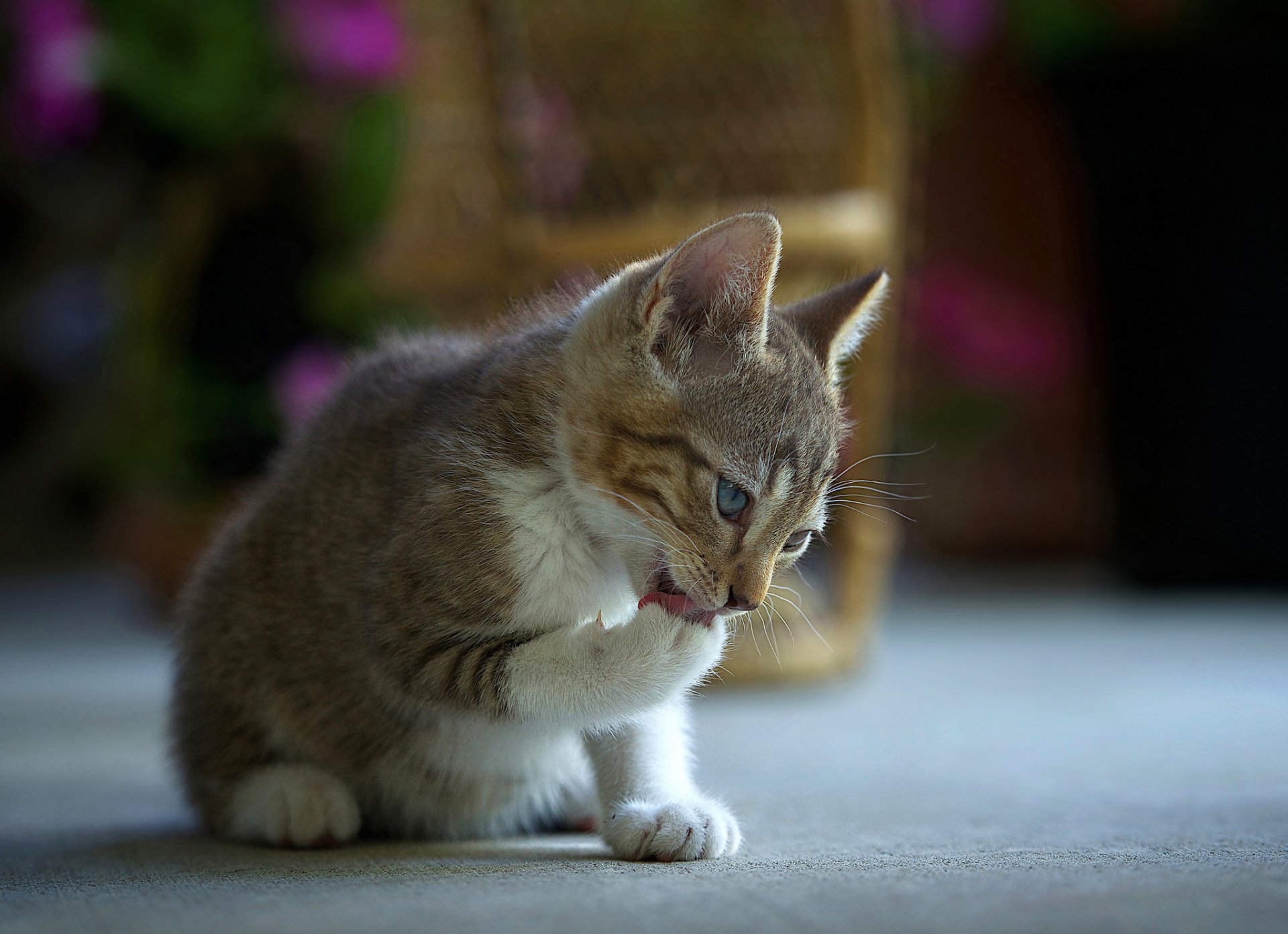 chaton gris-blanc lavé