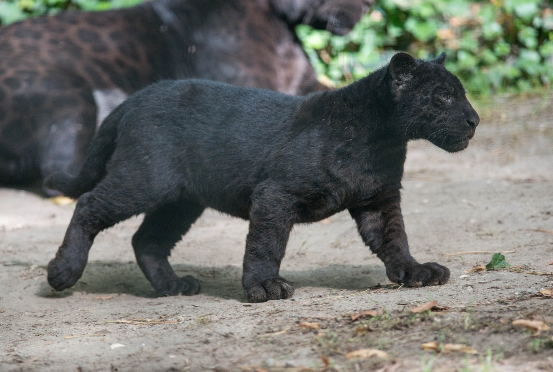 schwarzer jaguar panther wildkatze raubtier jungtier kätzchen profil