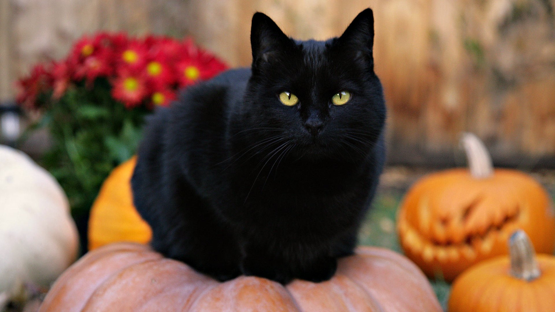 schwarze katze katze kürbis halloween