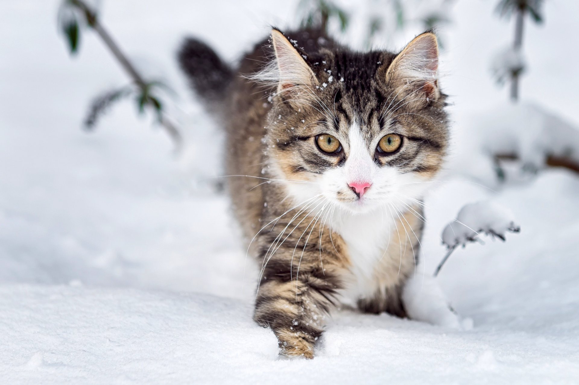 katze flauschig schnauze blick schnee winter natur