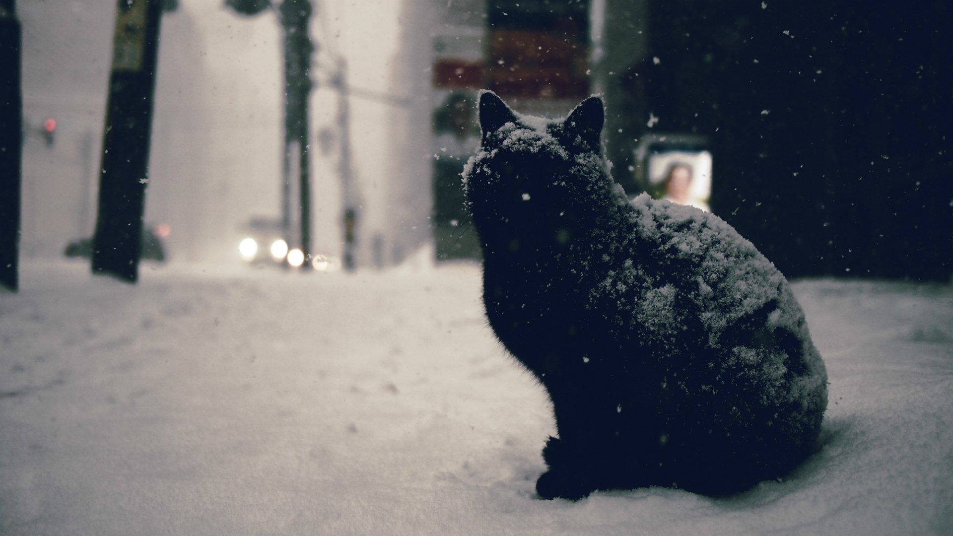 gato ciudad calle camino coches invierno nieve negro coche invierno