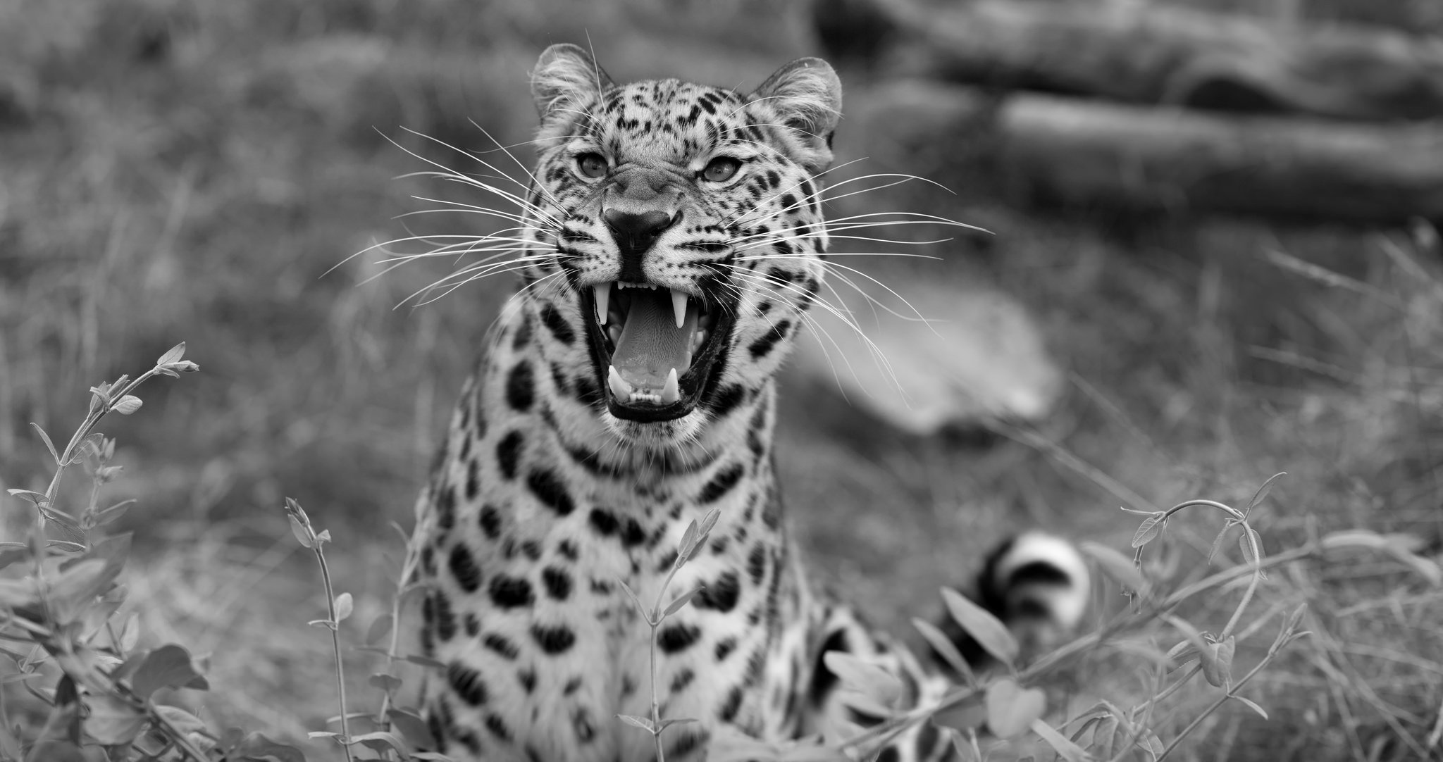 leopard grin wildlife