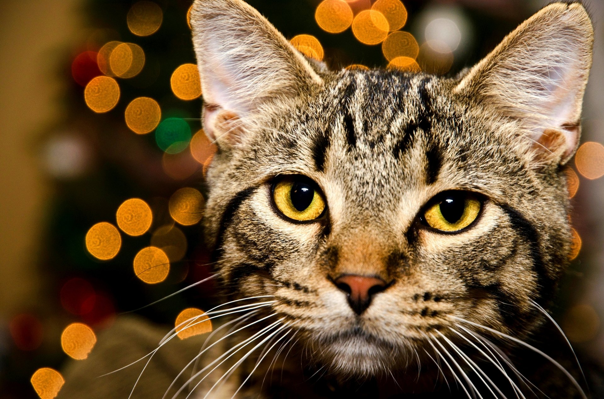 katze katze gestreift schnauze blick augen bokeh lichter gelb