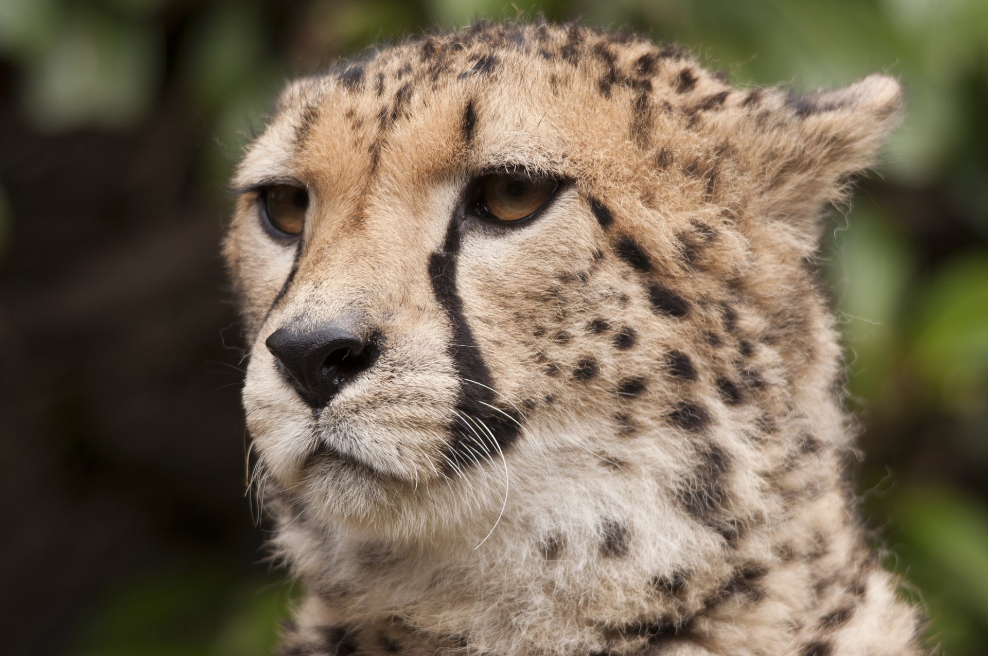 gepard pysk wąsy spojrzenie drapieżnik