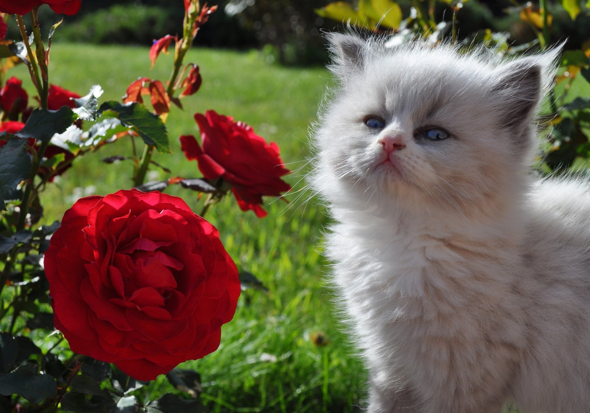 rosas flores