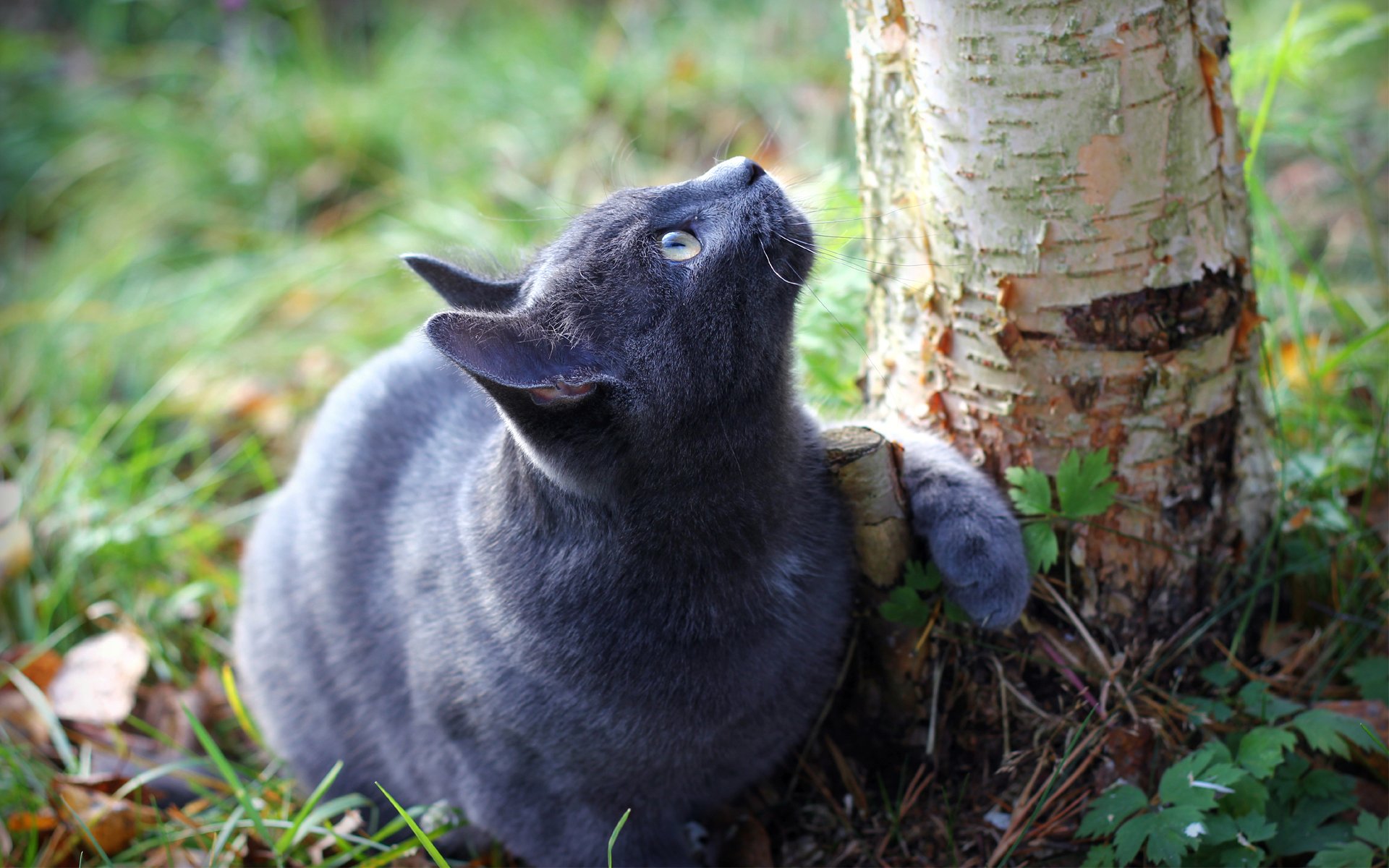 gato árbol tronco tierra hierba