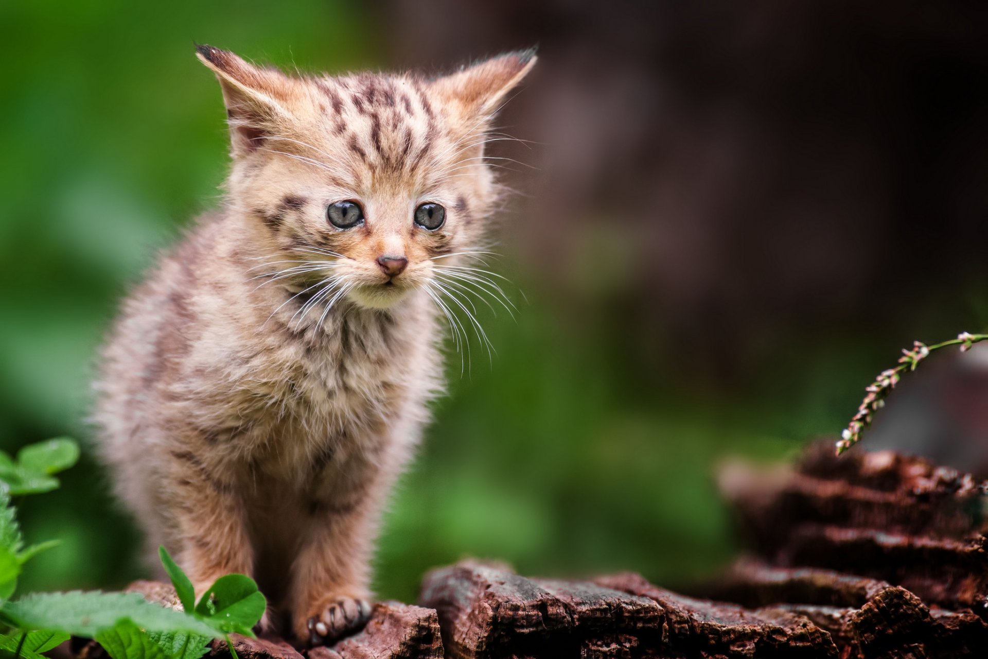 gattino grigio selvaggio foresta